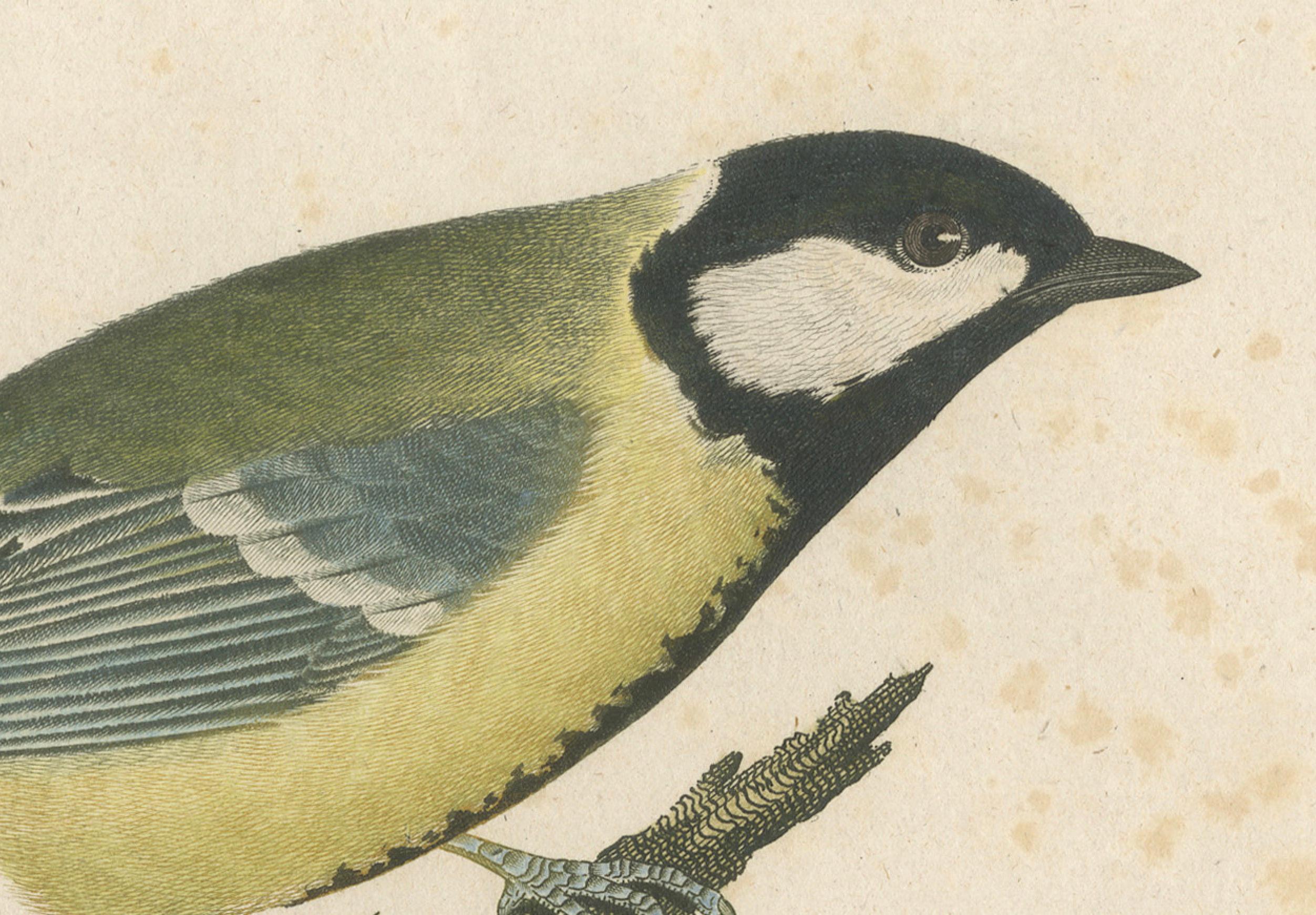 Paper Nature’s Pair: The Artistic Depiction of Great Tits, in a 18th Century Engraving For Sale