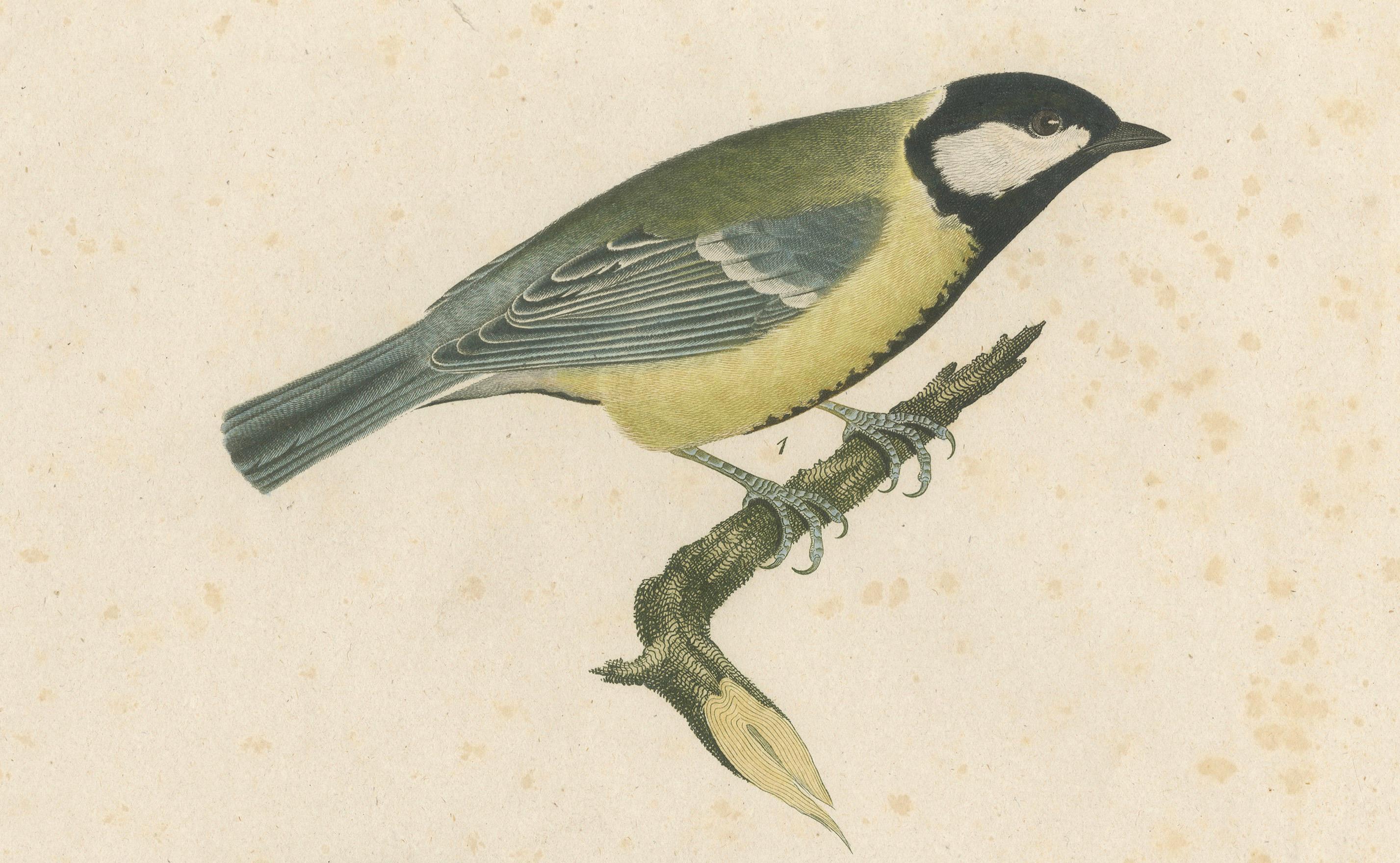 Nature’s Pair: The Artistic Depiction of Great Tits, in a 18th Century Engraving For Sale 1