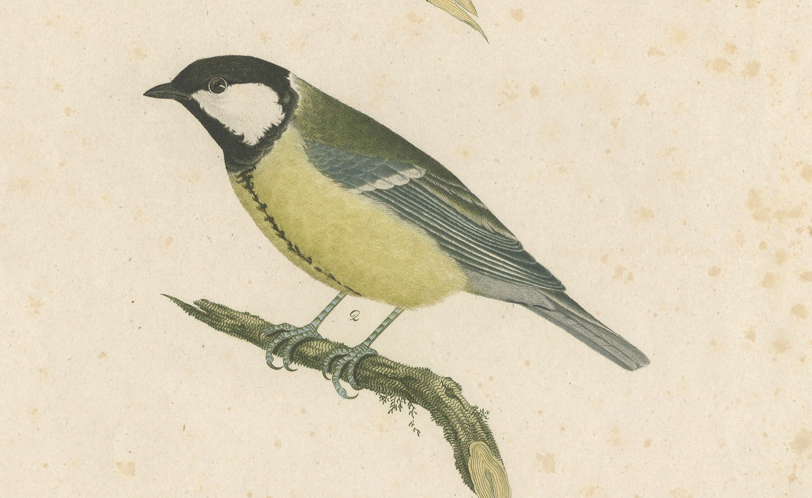 Nature’s Pair: The Artistic Depiction of Great Tits, in a 18th Century Engraving For Sale 2