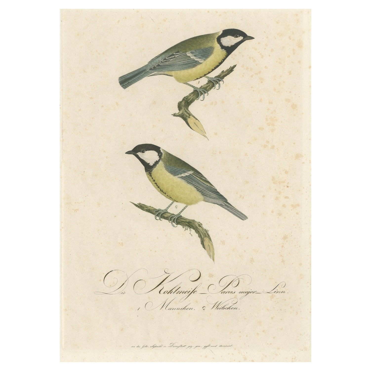 Nature’s Pair: The Artistic Depiction of Great Tits, in a 18th Century Engraving For Sale