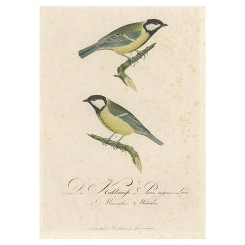 Nature’s Pair: The Artistic Depiction of Great Tits, Engraving ca.1780