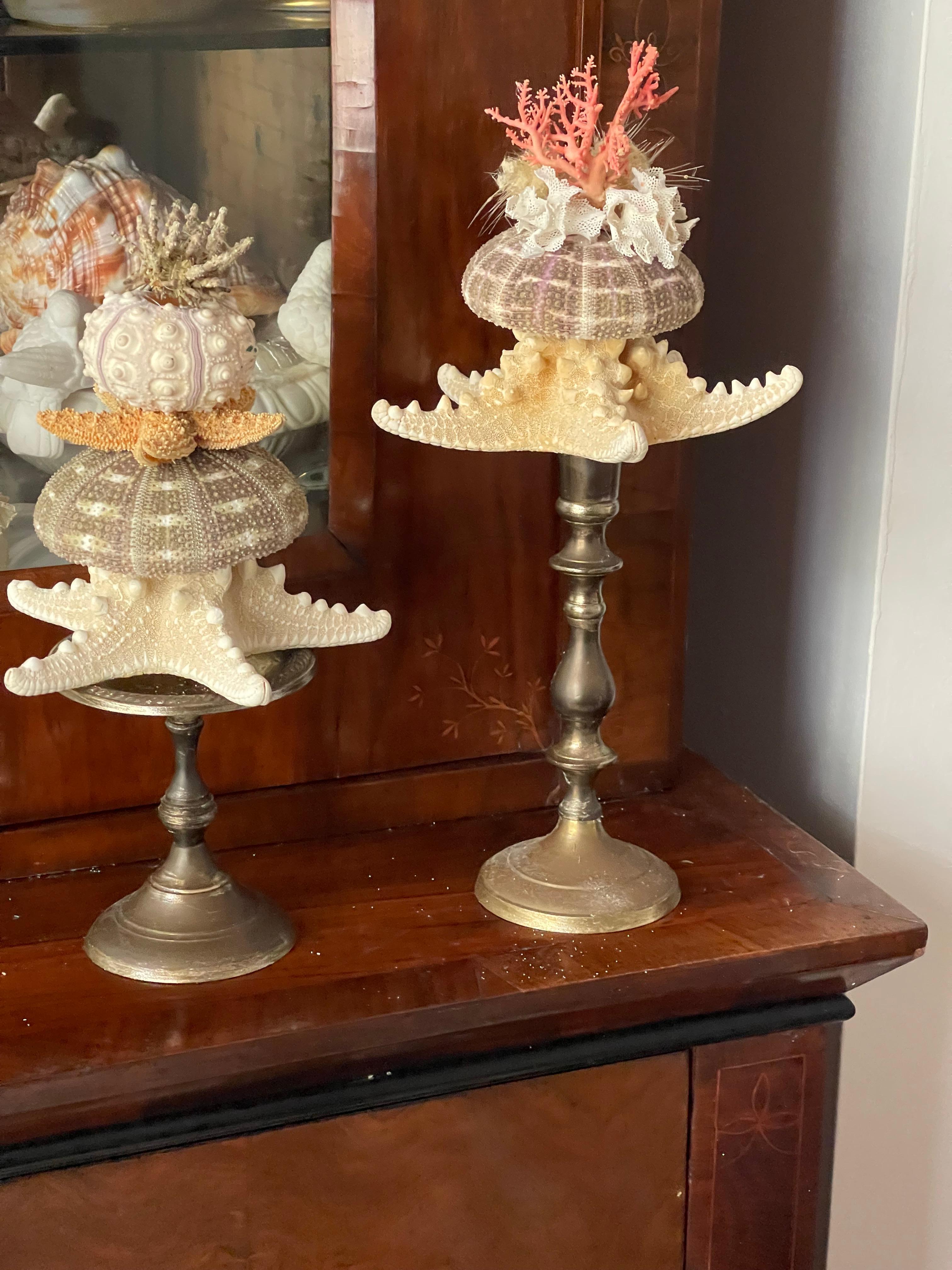 Nature Wonder Conchiglia di Mare Corallo Rosso Curiosità Mediterranea in vendita 4