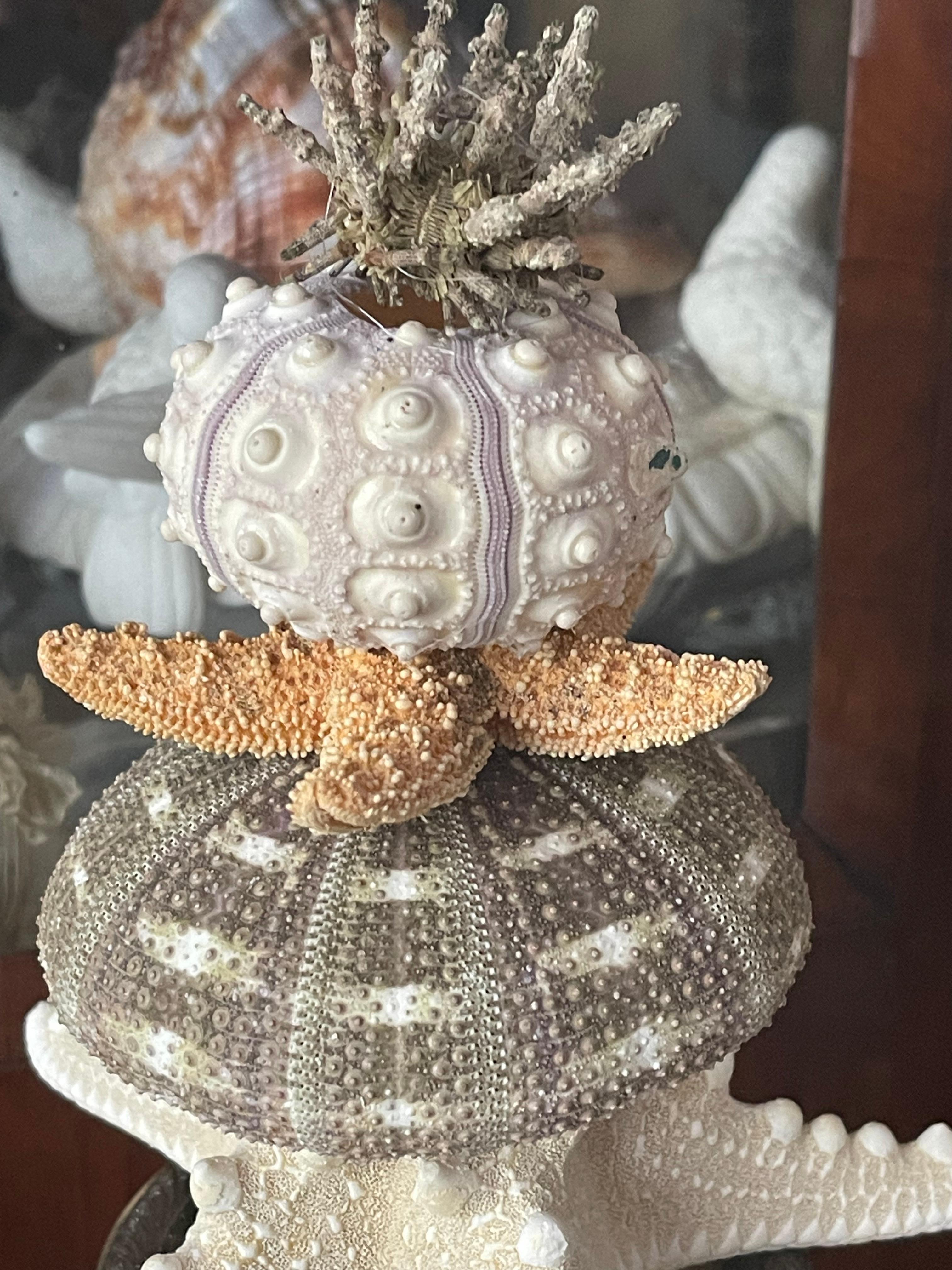 Nature Wonder Conchiglia di Mare Corallo Rosso Curiosità Mediterranea in vendita 5