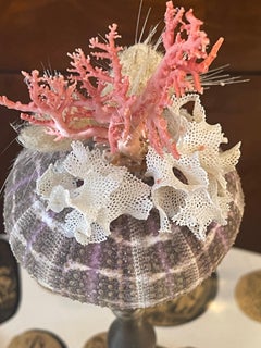 Natures Wonder Sea Shell Red Coral Mediterranean Lace Coral Curio