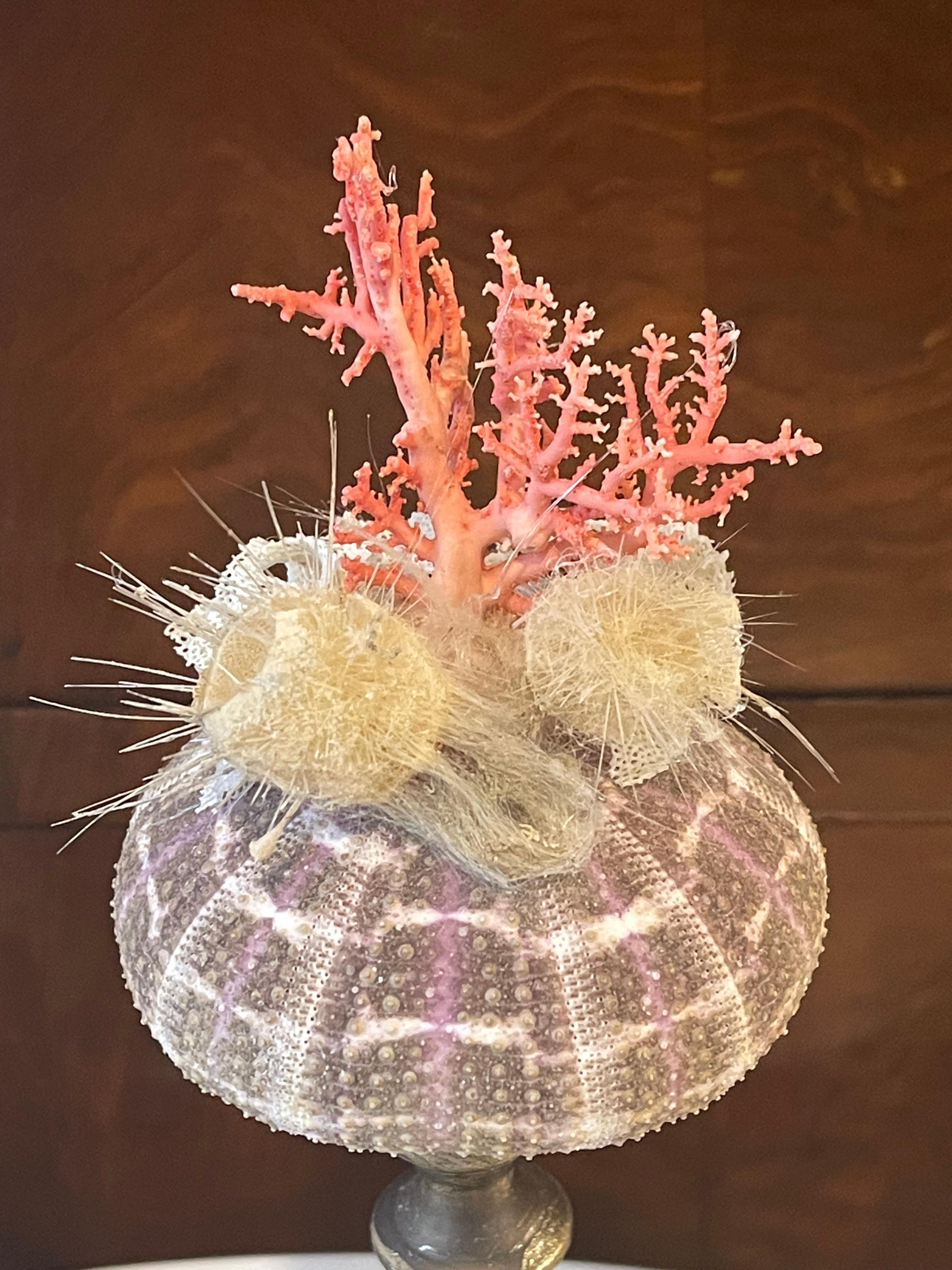 Organico moderno Nature Wonder Conchiglia di Mare Corallo Rosso Curiosità Mediterranea in vendita