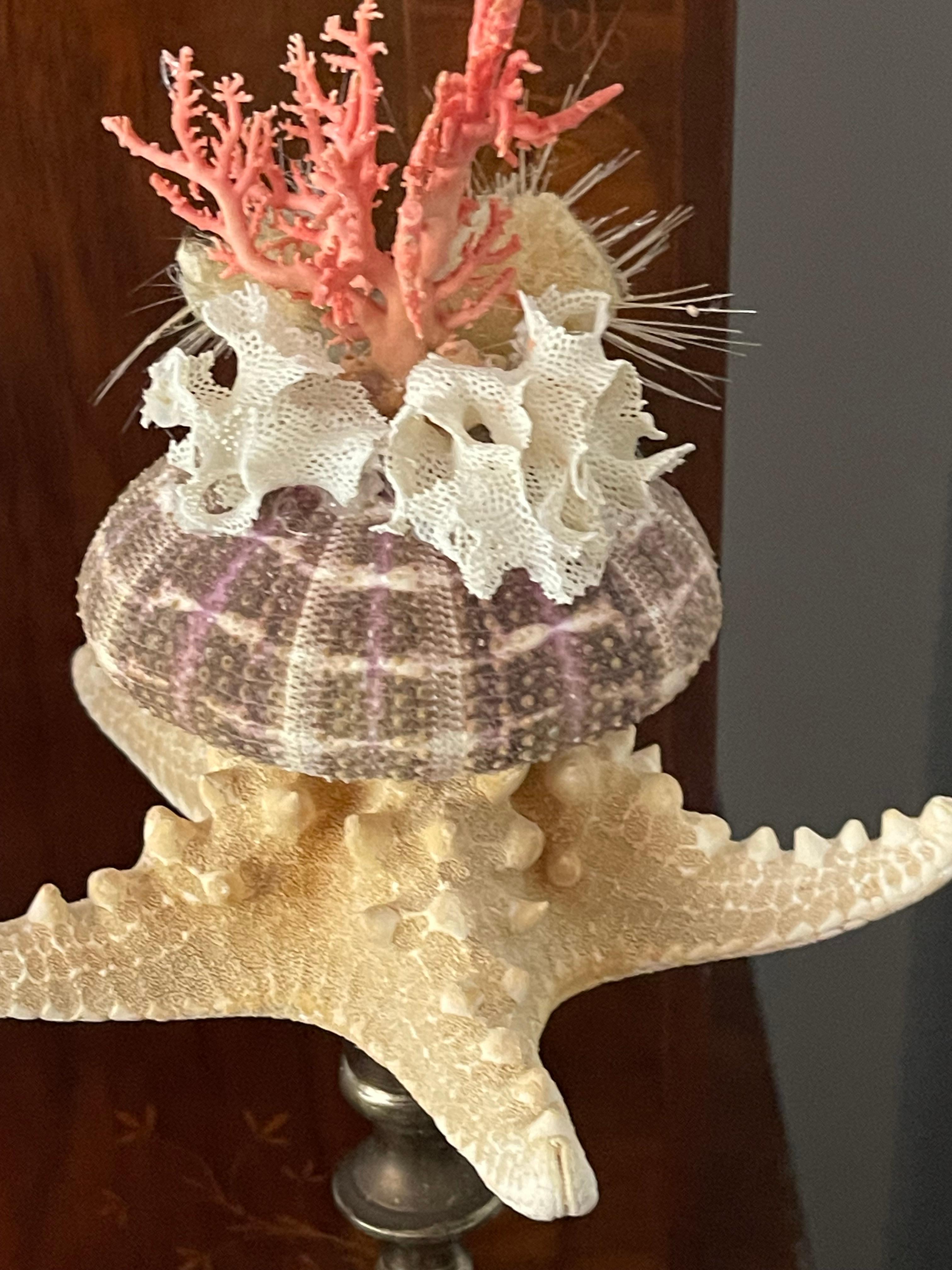 Nature Wonder Conchiglia di Mare Corallo Rosso Curiosità Mediterranea In condizioni buone in vendita a Boca Raton, FL