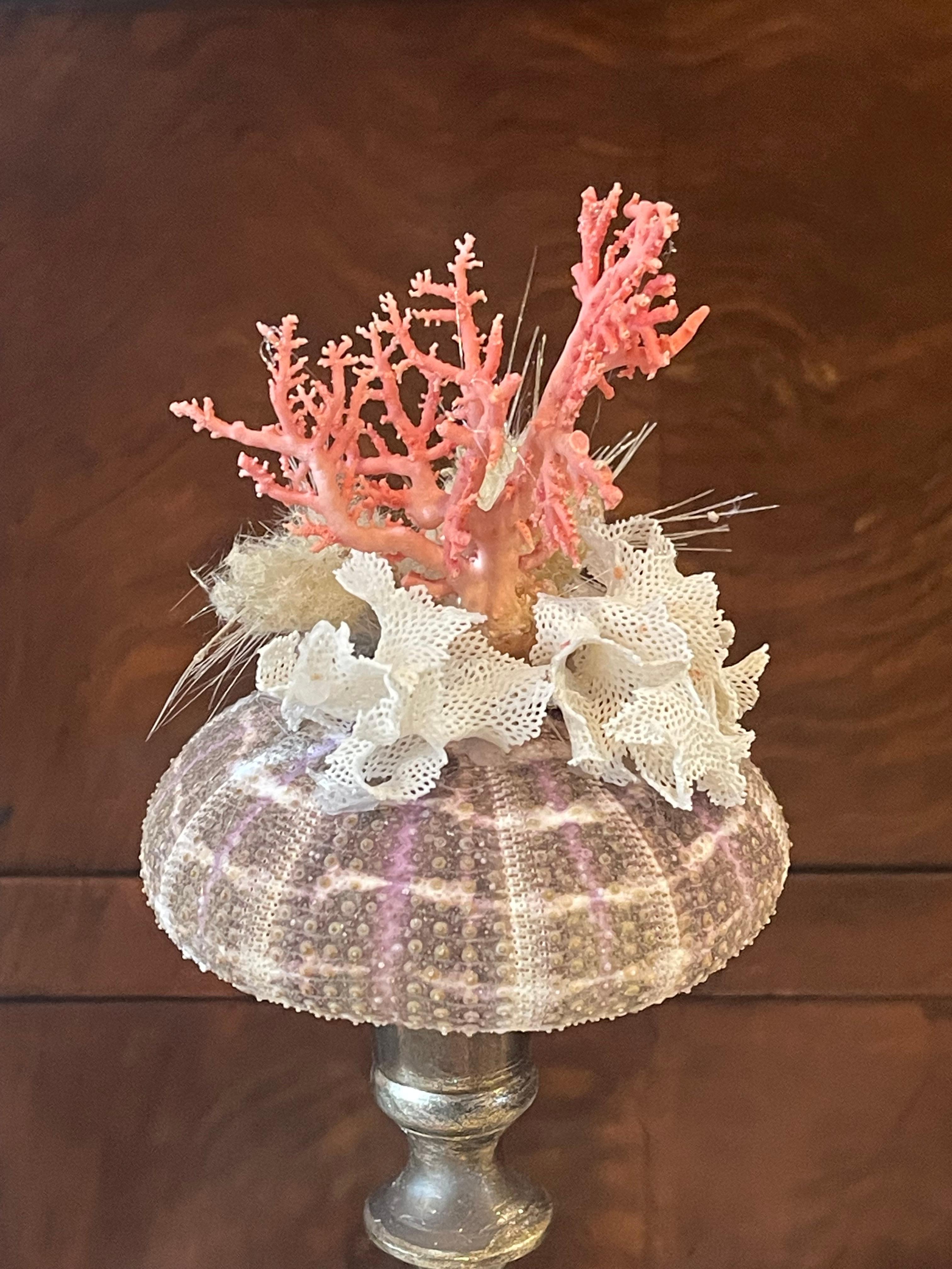 Americano Nature Wonder Conchiglia di Mare Corallo Rosso Curiosità Mediterranea in vendita