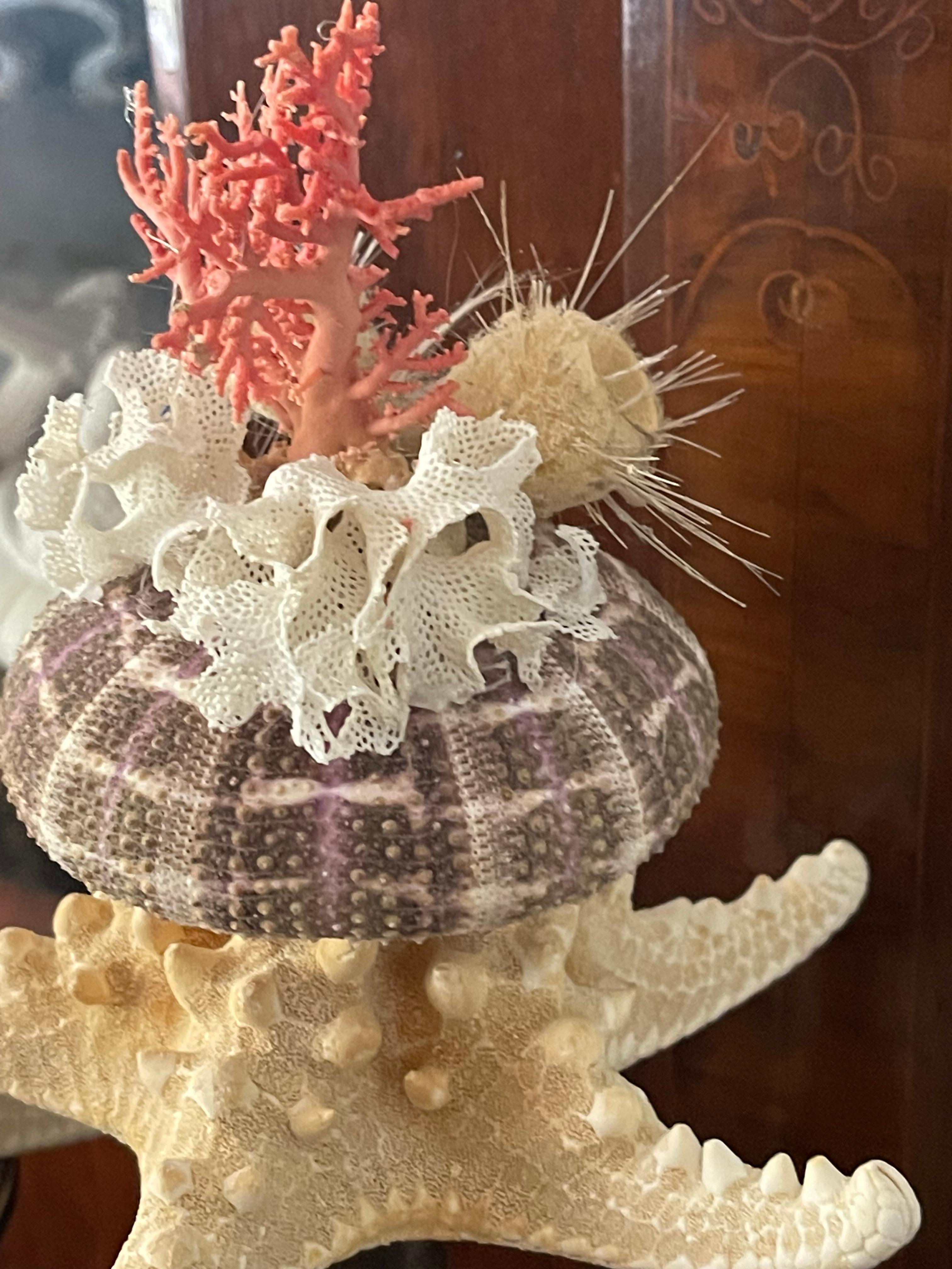 Fine XX secolo Nature Wonder Conchiglia di Mare Corallo Rosso Curiosità Mediterranea in vendita