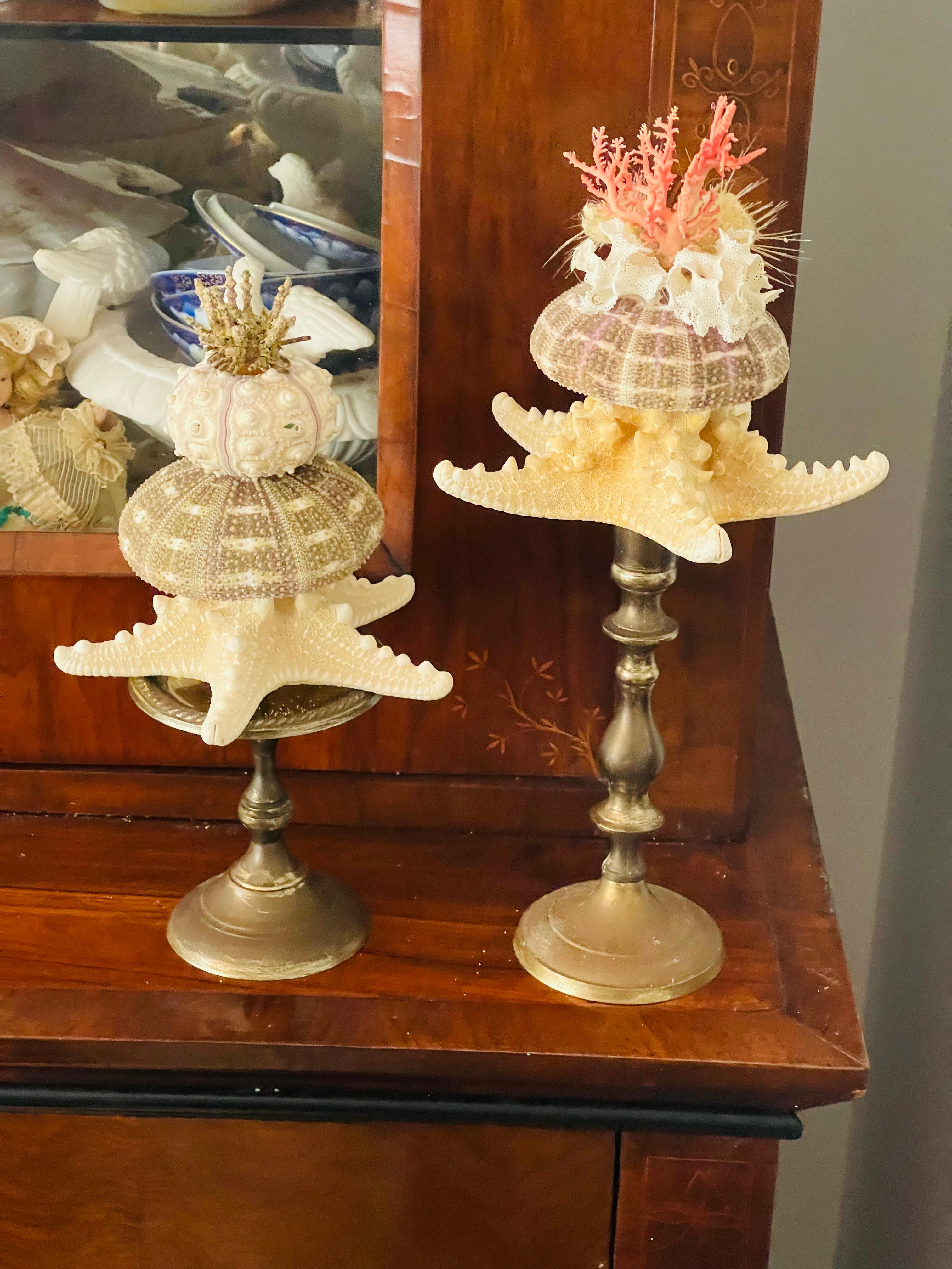 Nature Wonder Conchiglia di Mare Corallo Rosso Curiosità Mediterranea in vendita 1