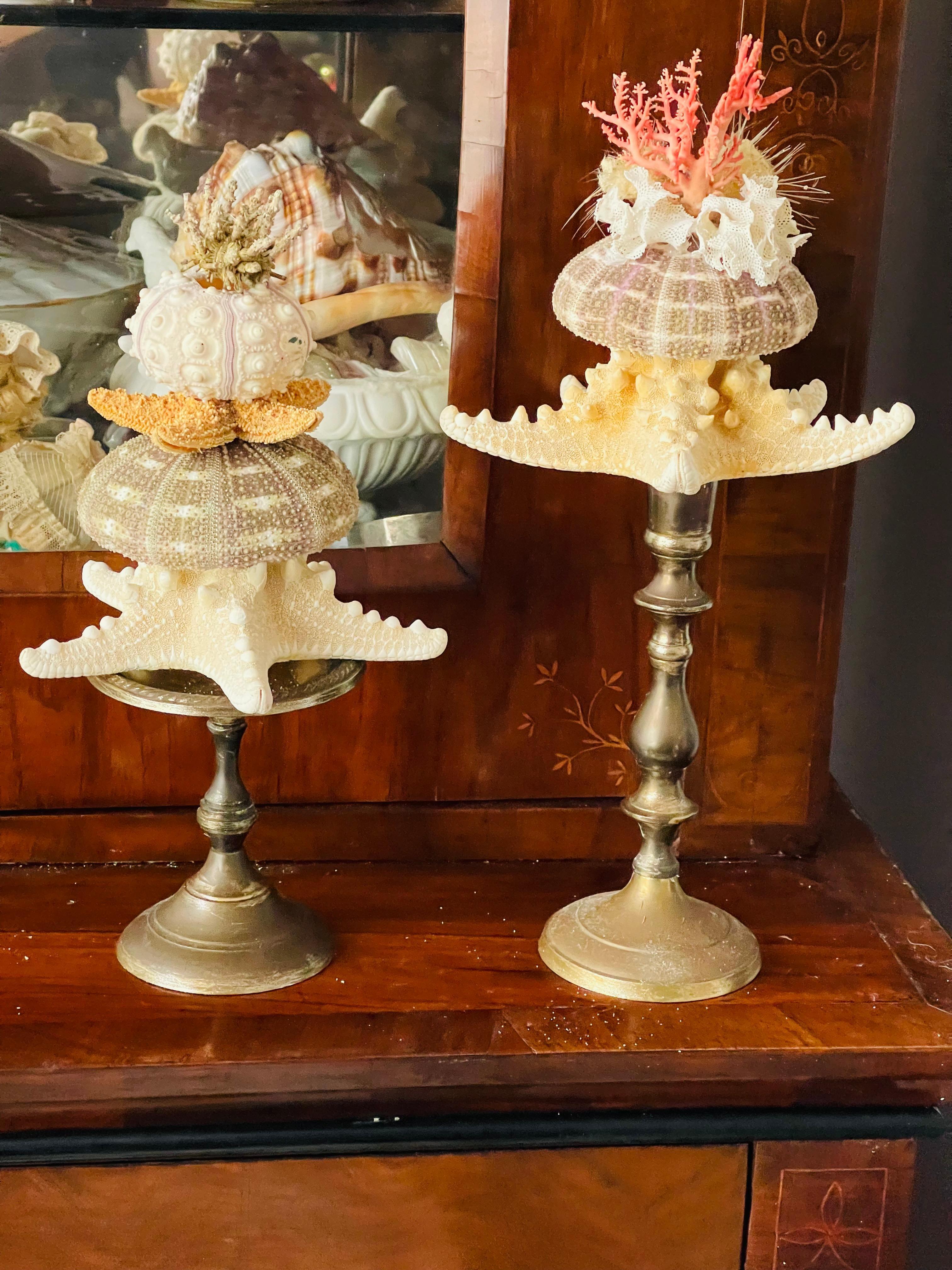 Nature Wonder Conchiglia di Mare Corallo Rosso Curiosità Mediterranea in vendita 3