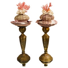 Natures Wonder Sea Shell Red Coral Mediterranean Lace Coral Curio