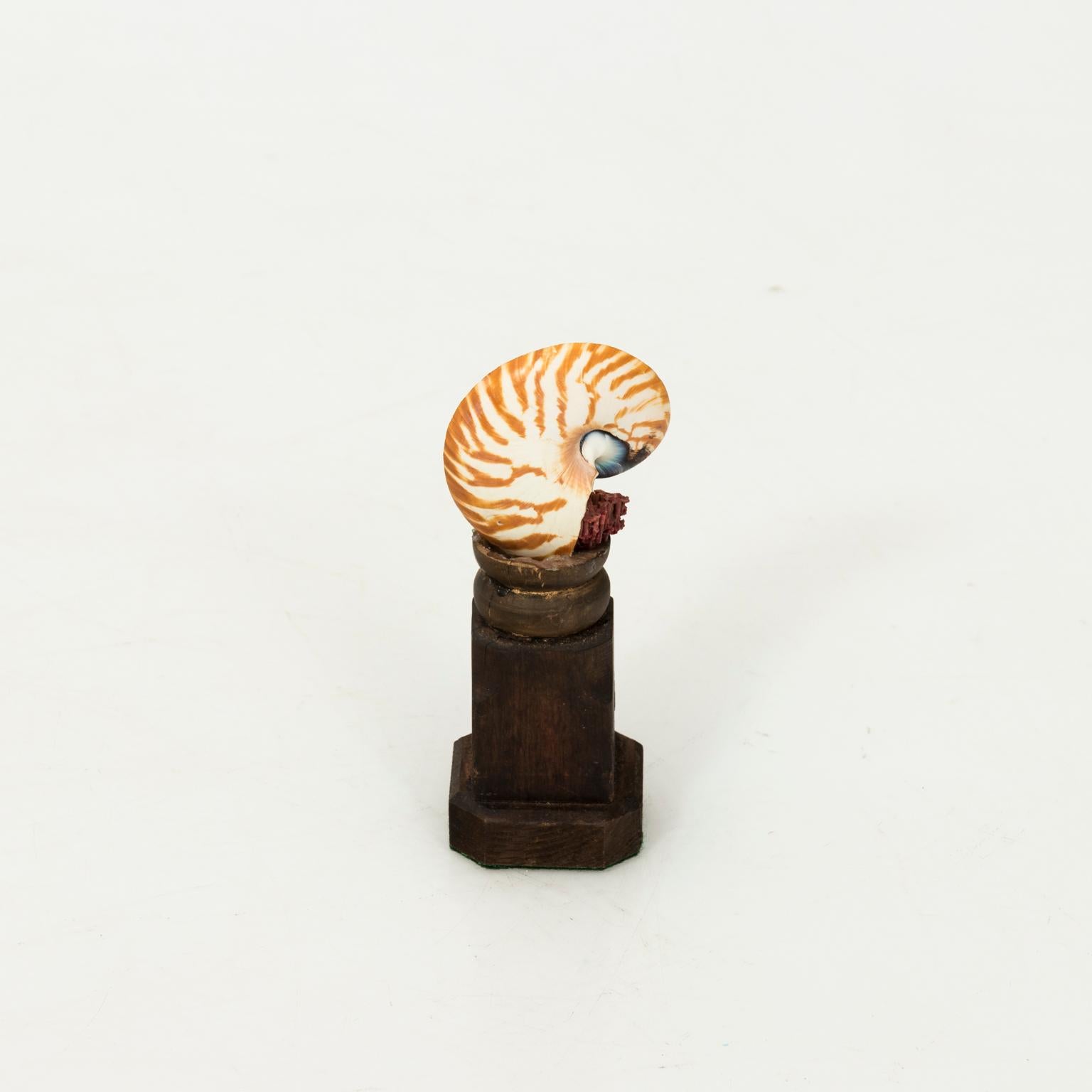 Nautical Shell Display For Sale 5