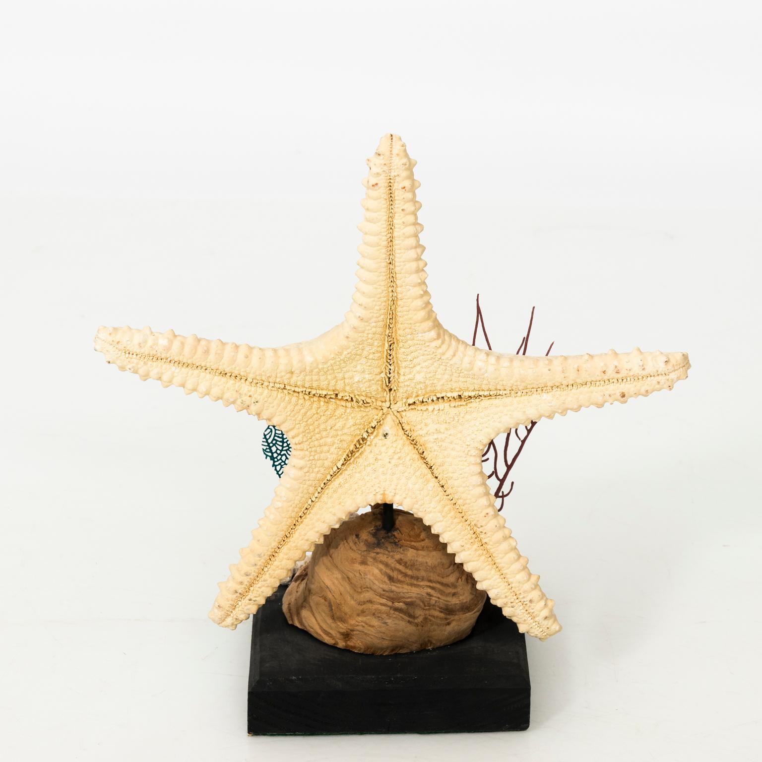 20th Century Nautical Shell Display with Starfish For Sale