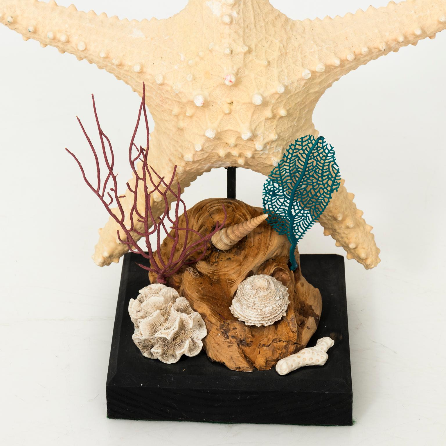 Nautical Shell Display with Starfish For Sale 1