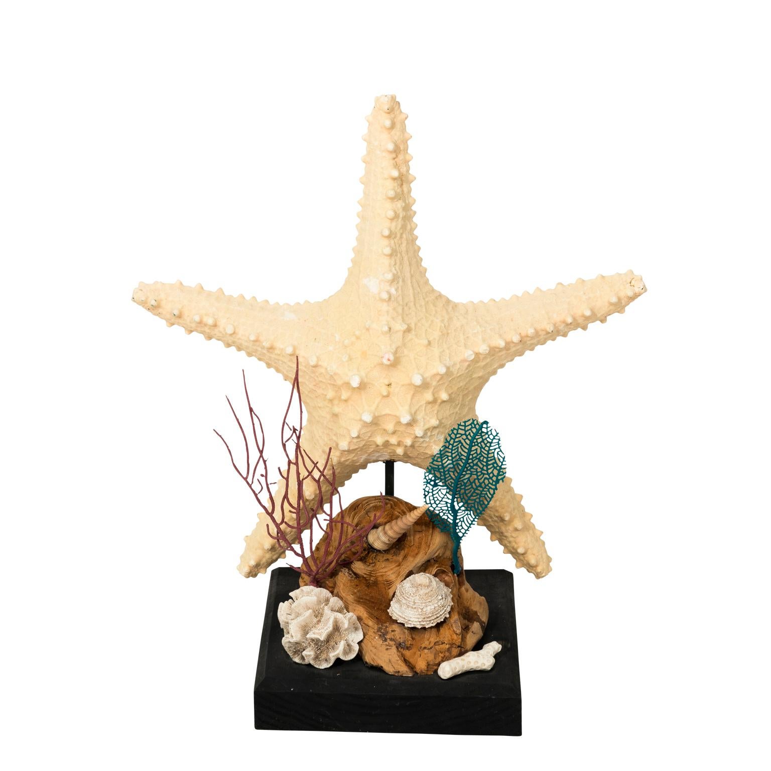 Nautical Shell Display with Starfish For Sale
