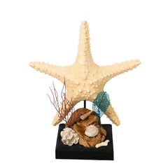 Nautical Shell Display with Starfish