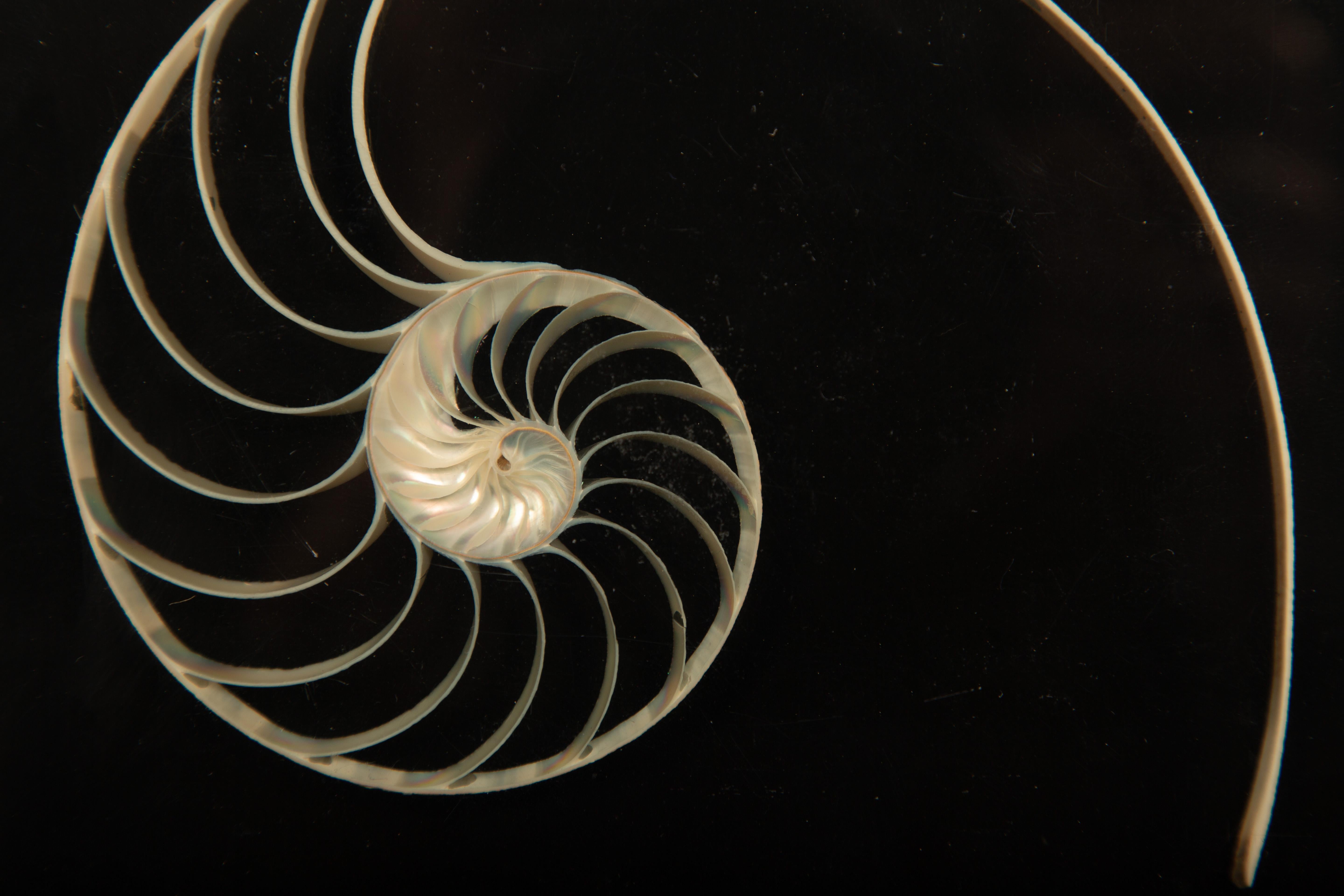nautilus shell cross section