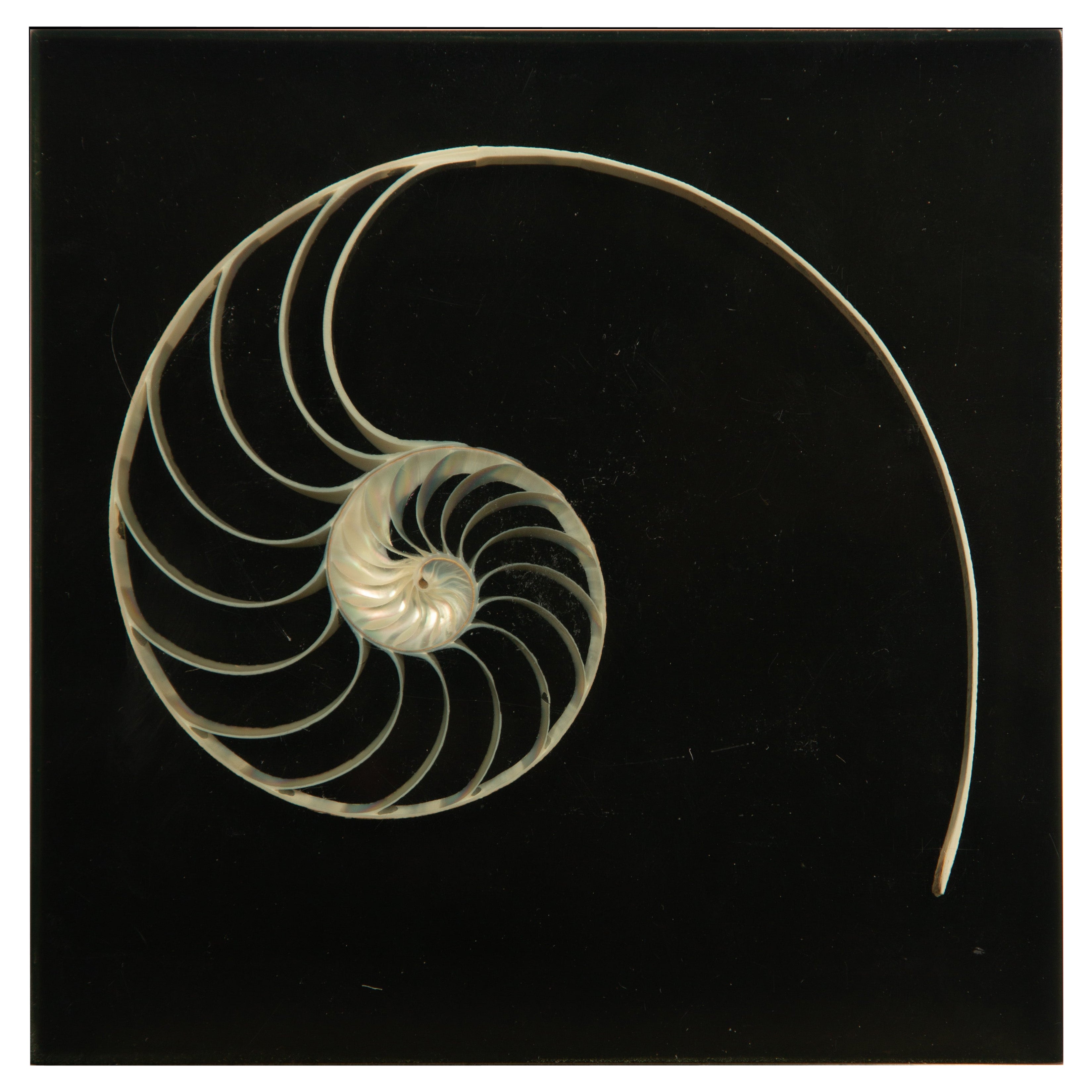 Nautilus Cross-Section in Lucite