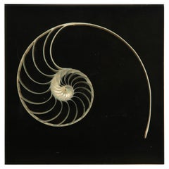 Nautilus Cross-Section in Lucite