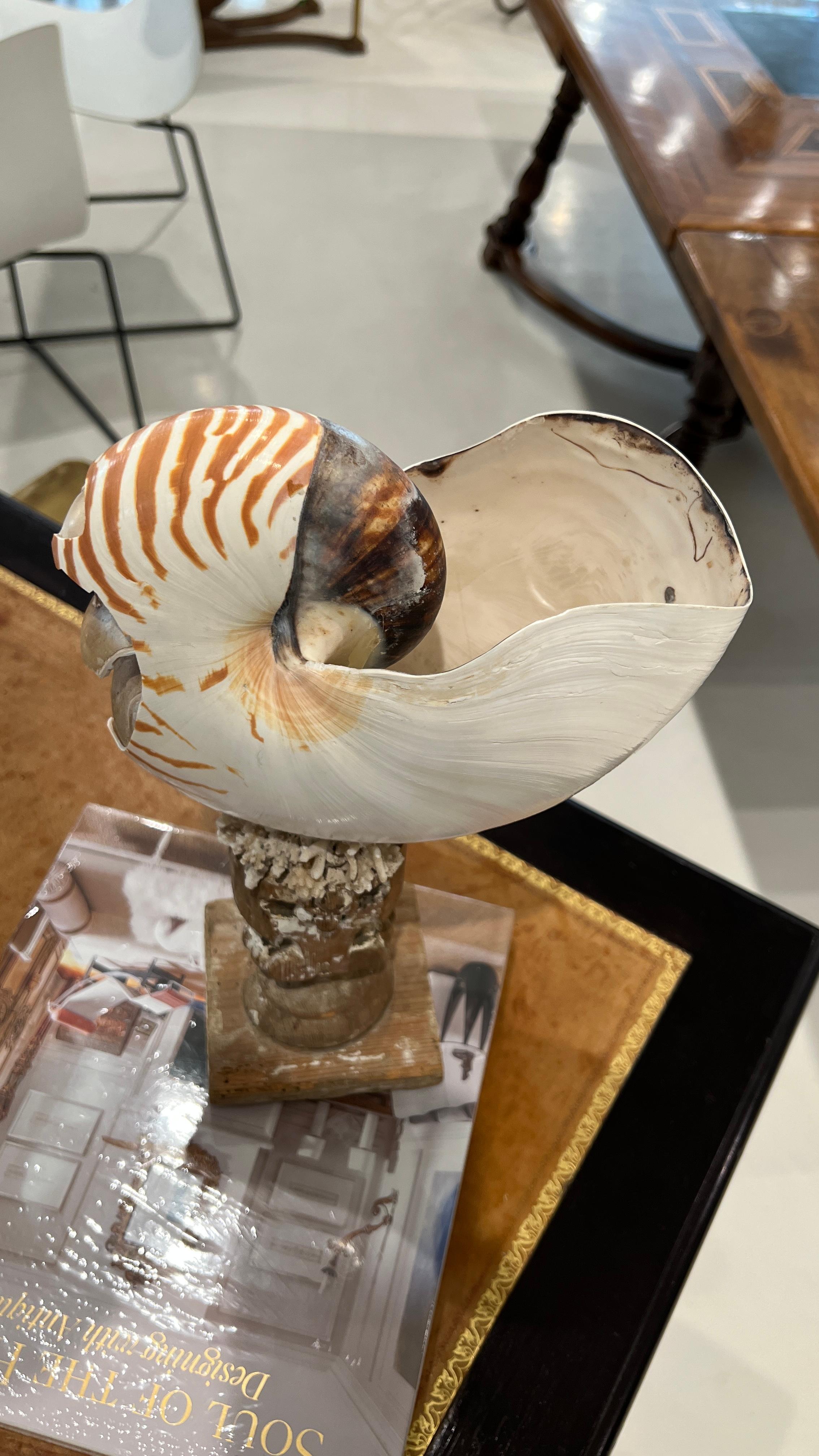 French Nautilus on 18th Century Fragment Stand For Sale