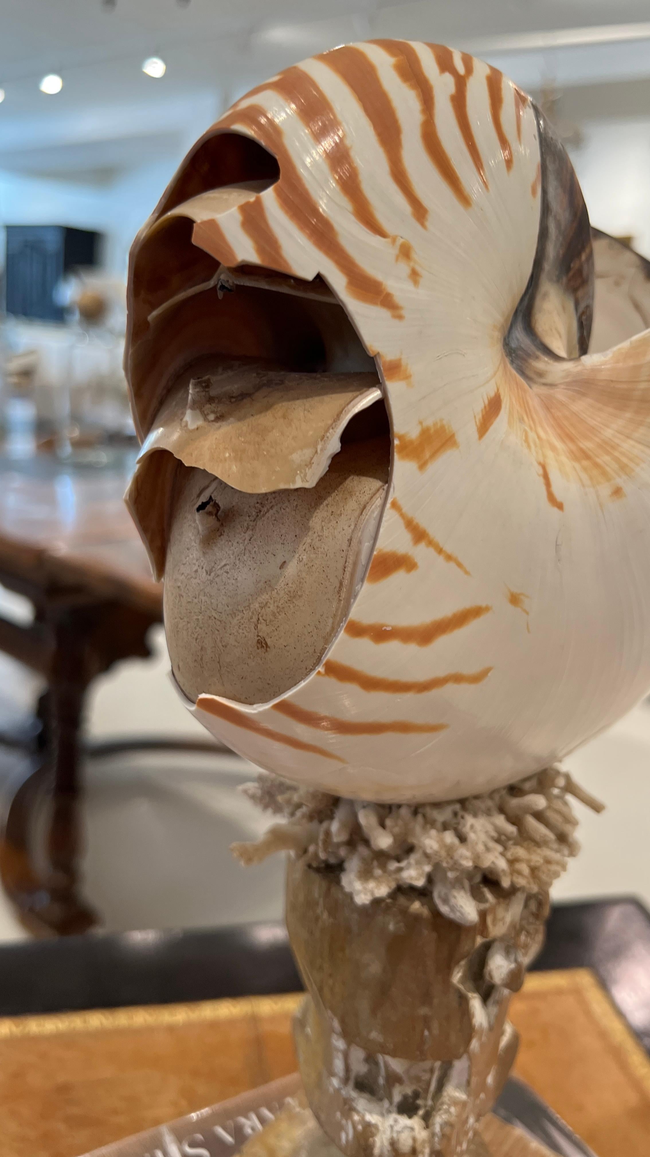 Nautilus on 18th Century Fragment Stand In Distressed Condition For Sale In New Orleans, LA