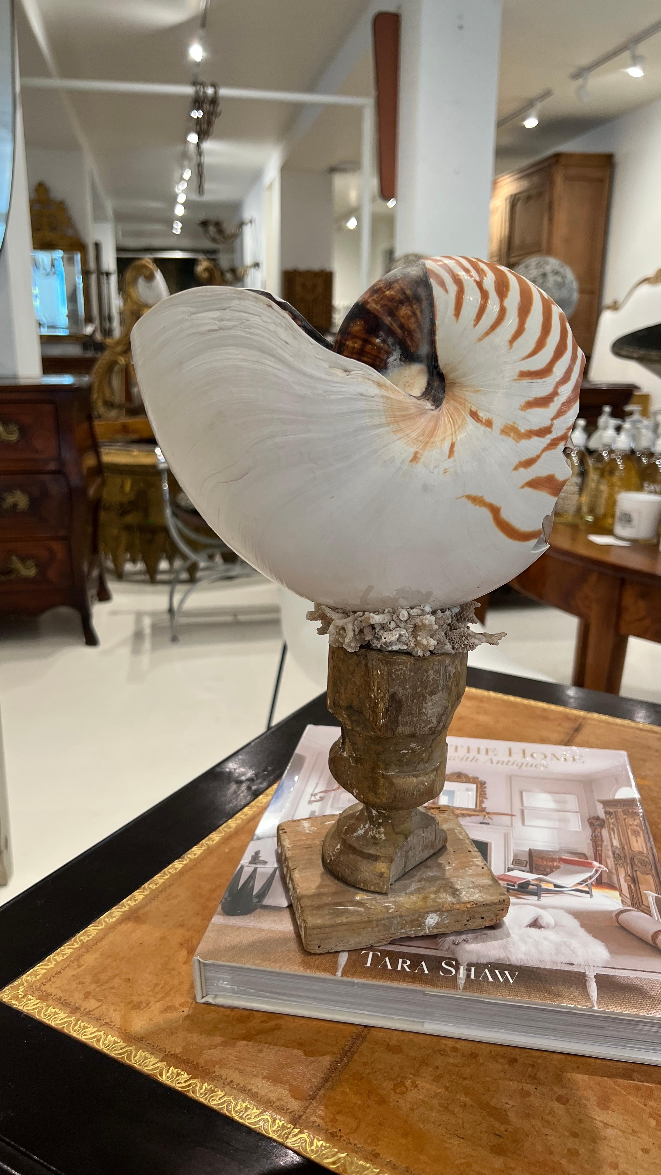 20th Century Nautilus on 18th Century Fragment Stand For Sale