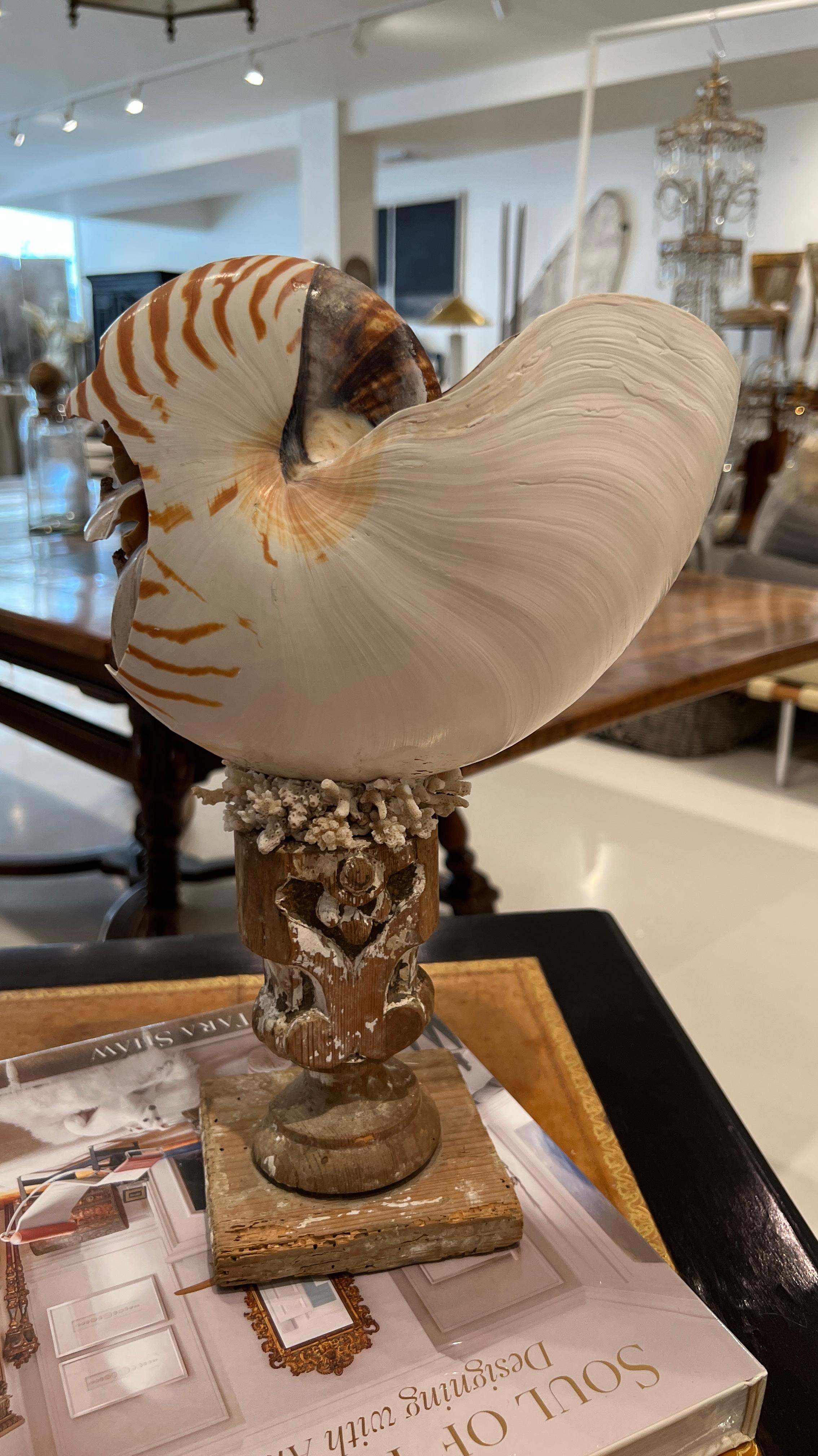 Shell Nautilus on 18th Century Fragment Stand For Sale