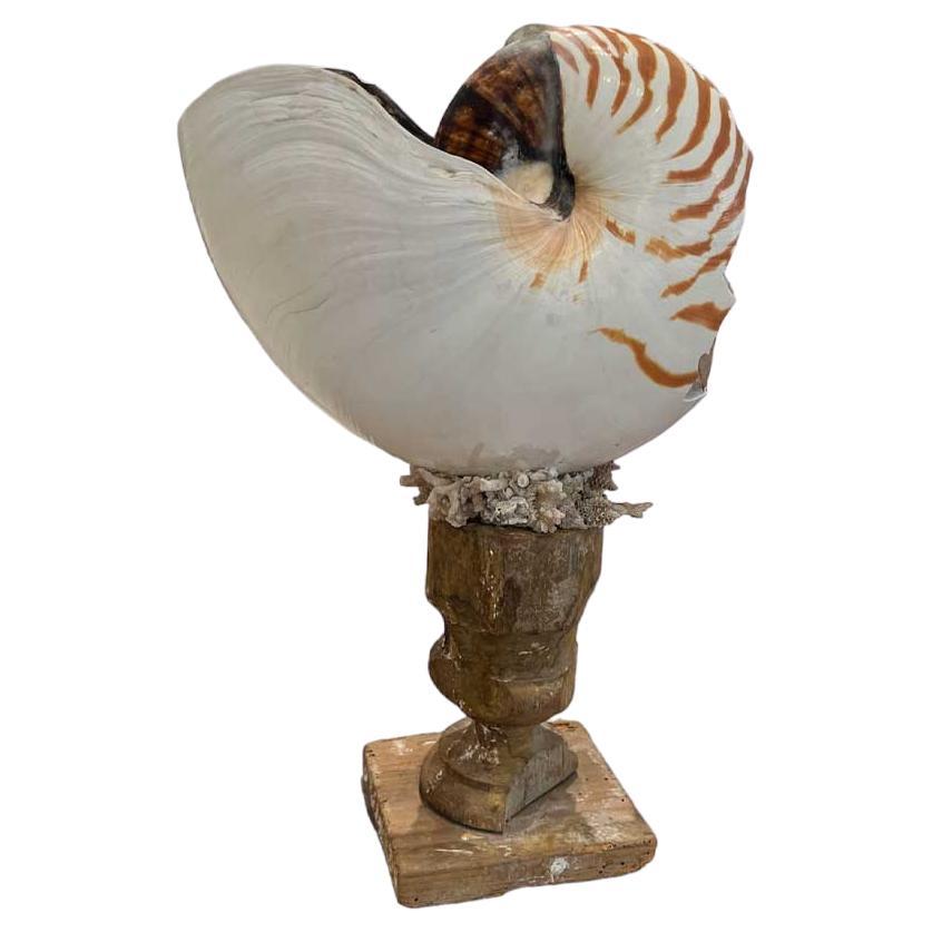 Nautilus on 18th Century Fragment Stand For Sale
