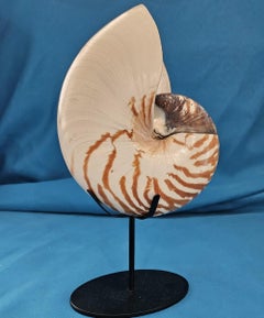 Nautilus pompilius, aka Tiger Nautilus/Chambered Nautilus, Natural Specimen