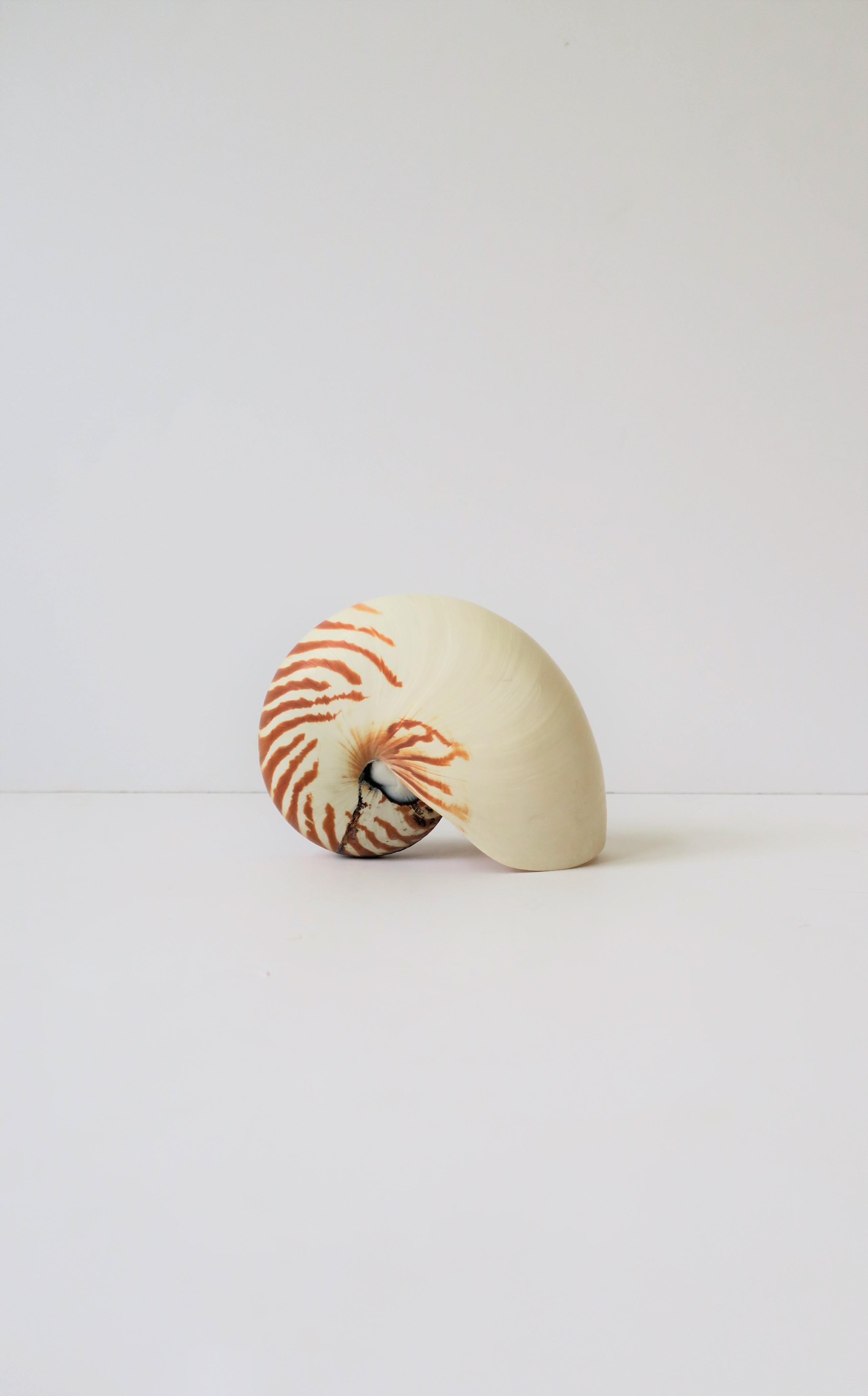 Nautilus Seashell 4