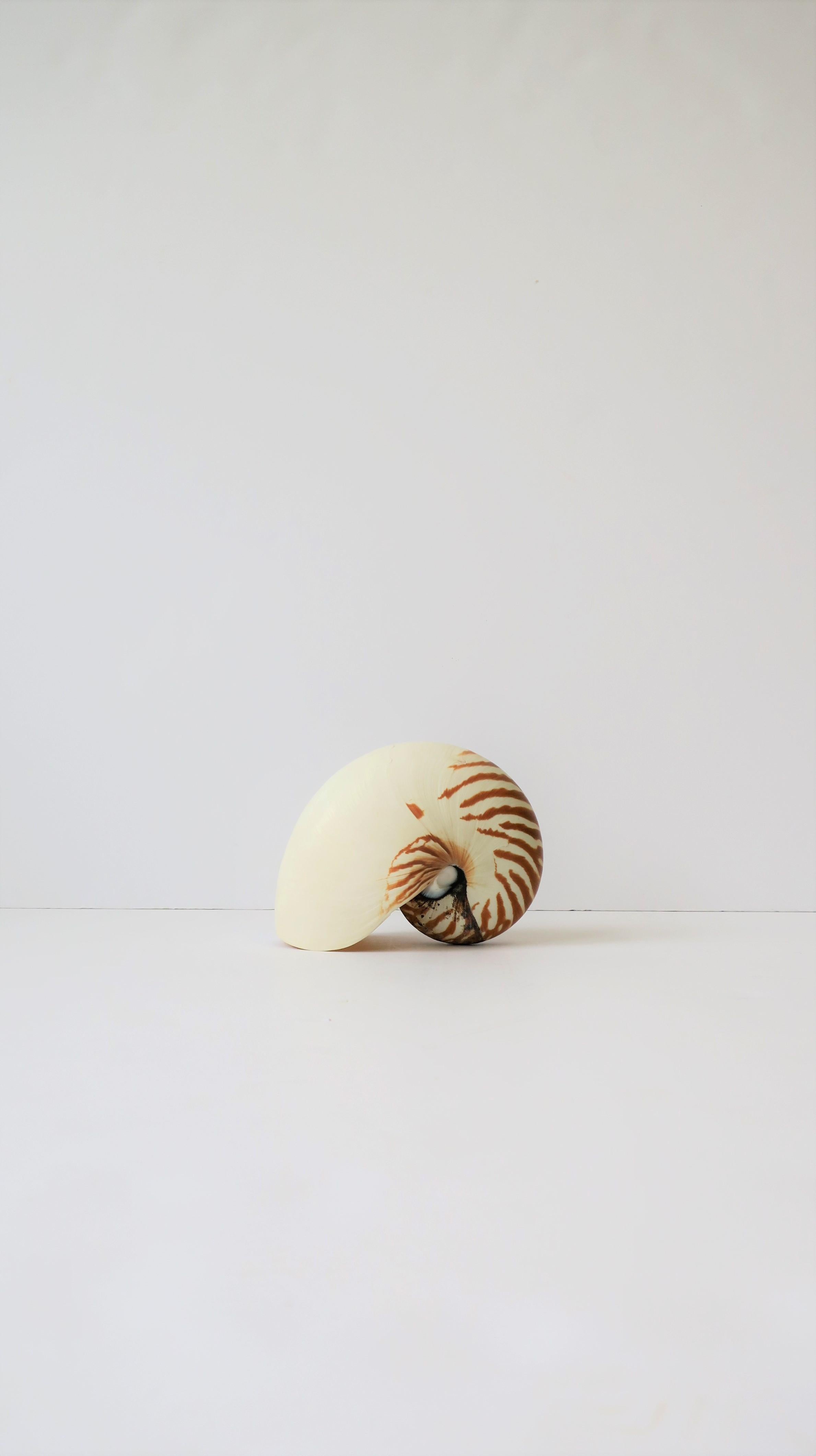 Organic Modern Nautilus Seashell