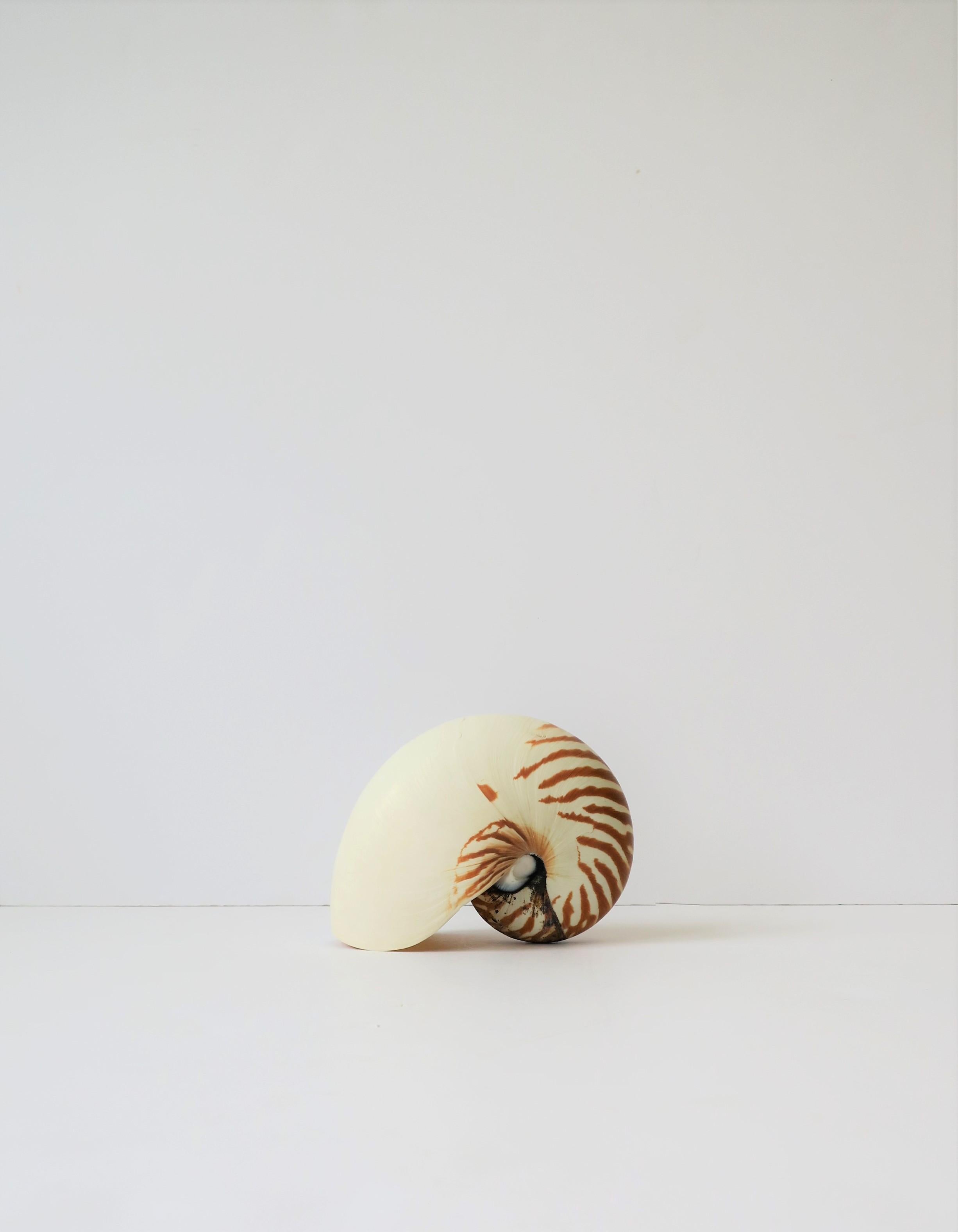 Nautilus Seashell In Good Condition In New York, NY