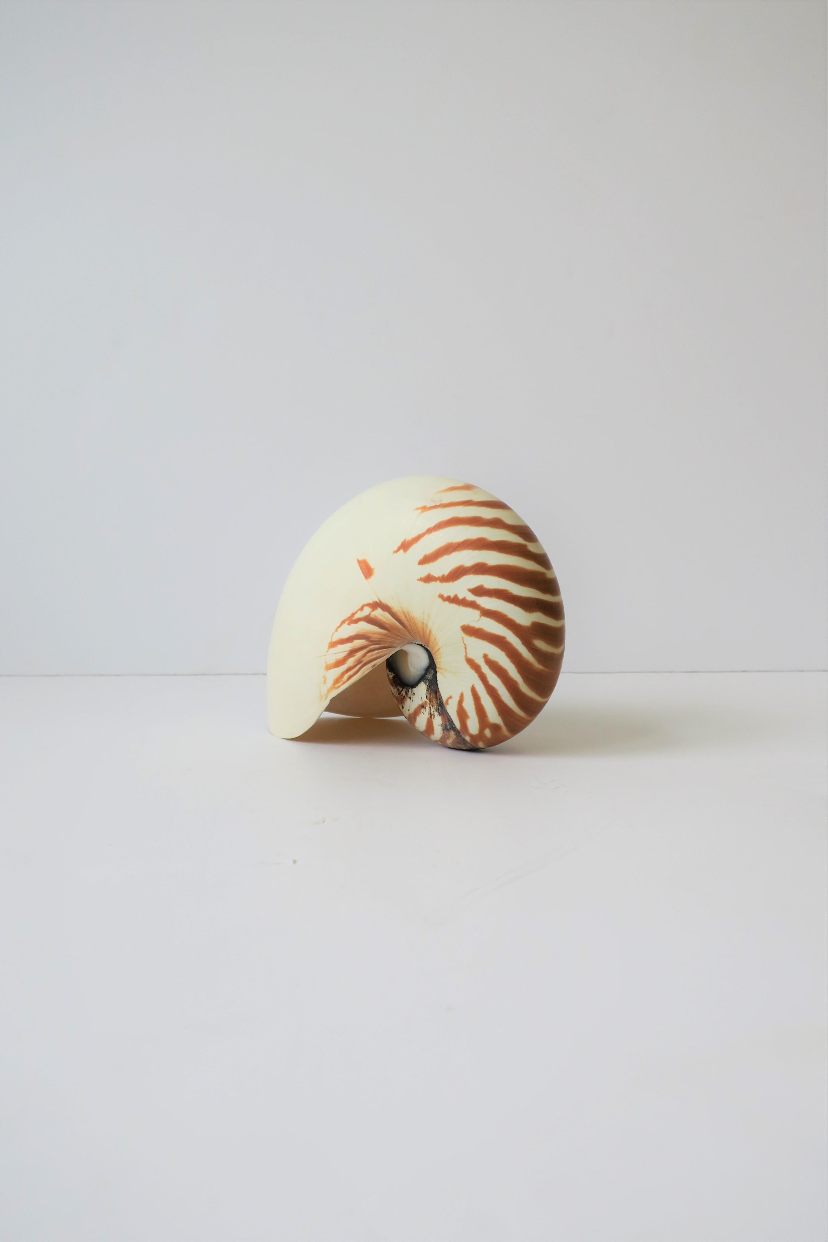 20th Century Nautilus Seashell