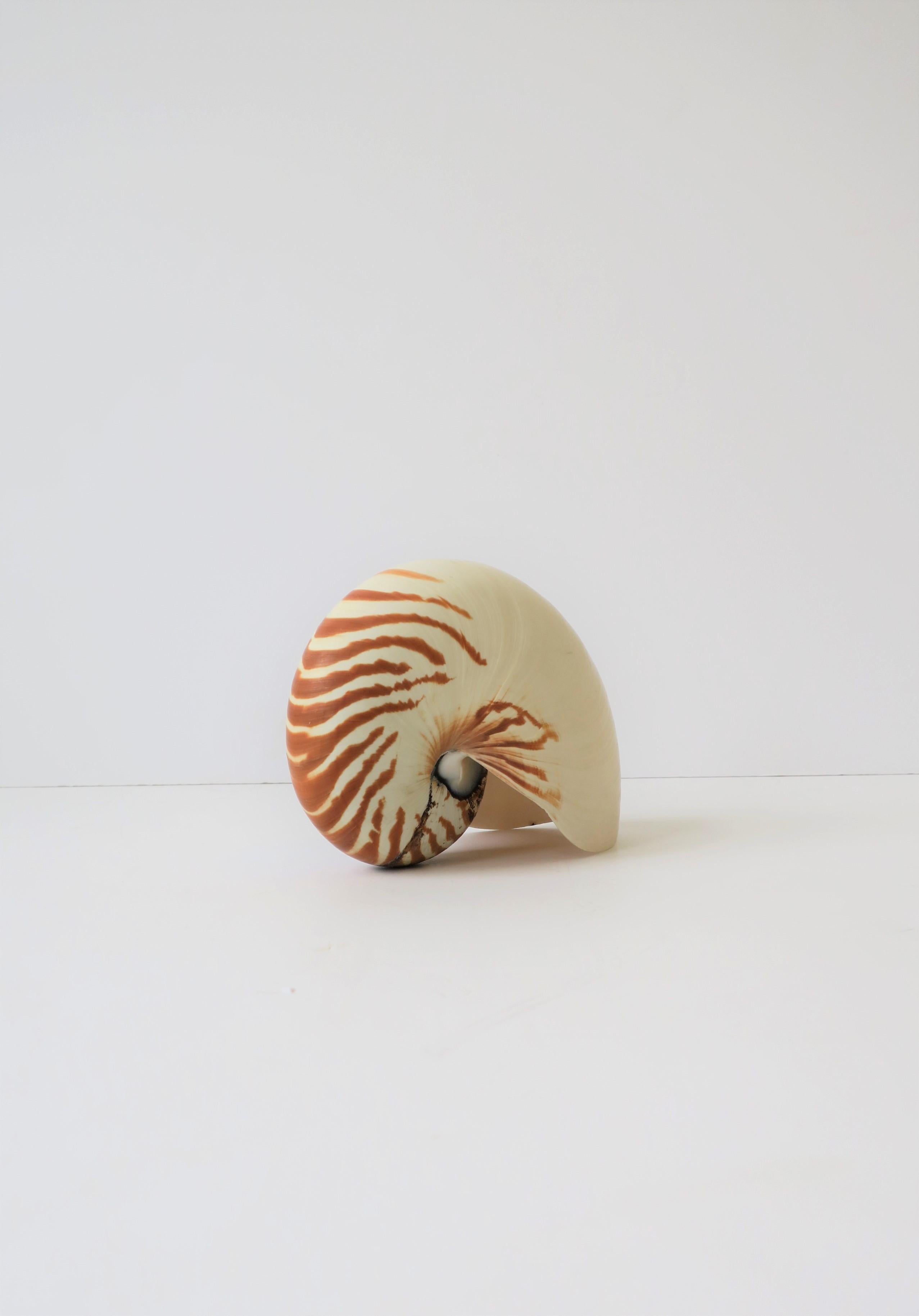 Nautilus Seashell 2