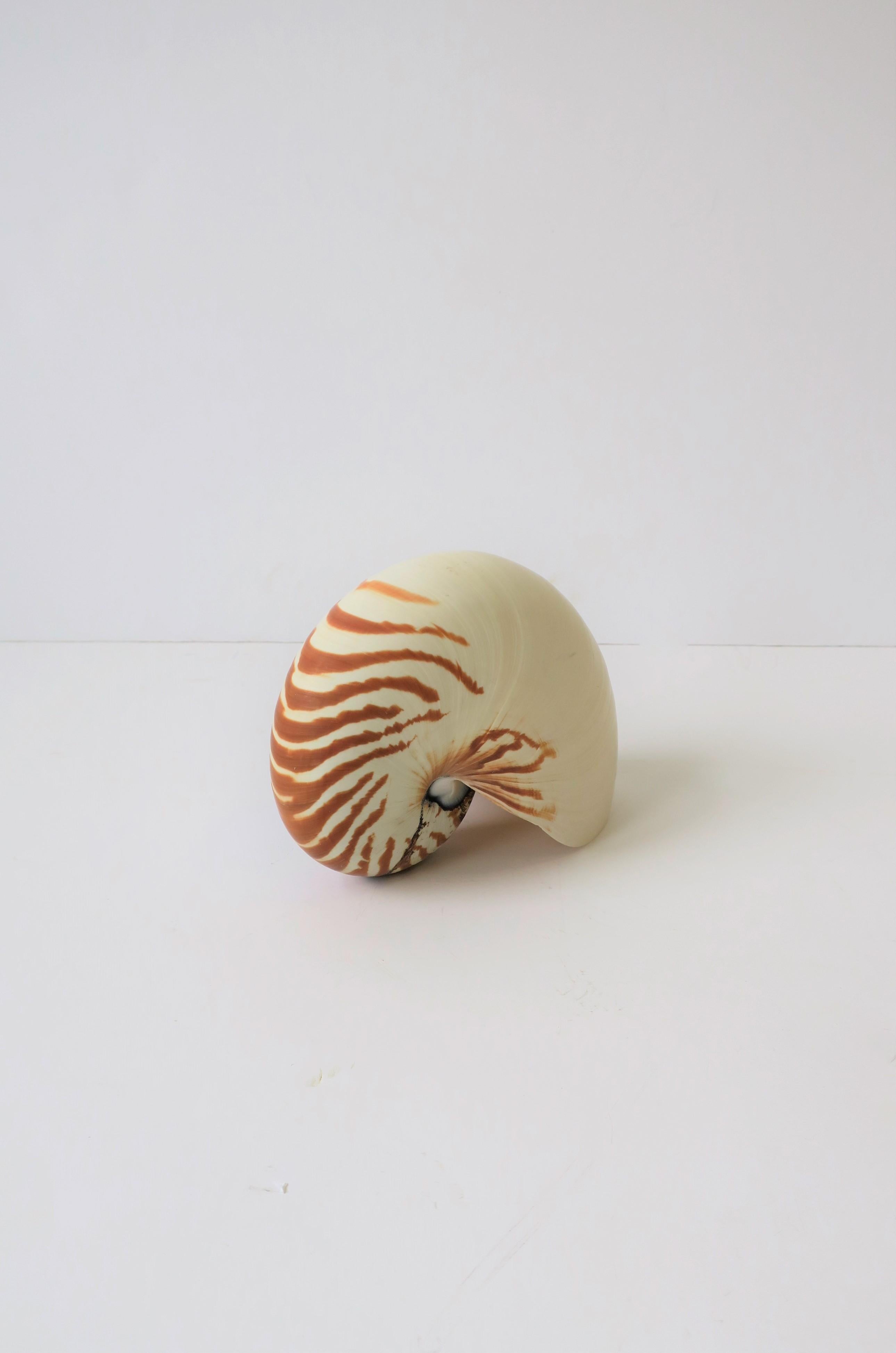 Nautilus Seashell 3