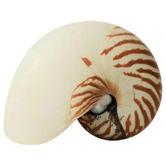 Nautilus Seashell