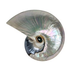 Nautilus Shell Brooch