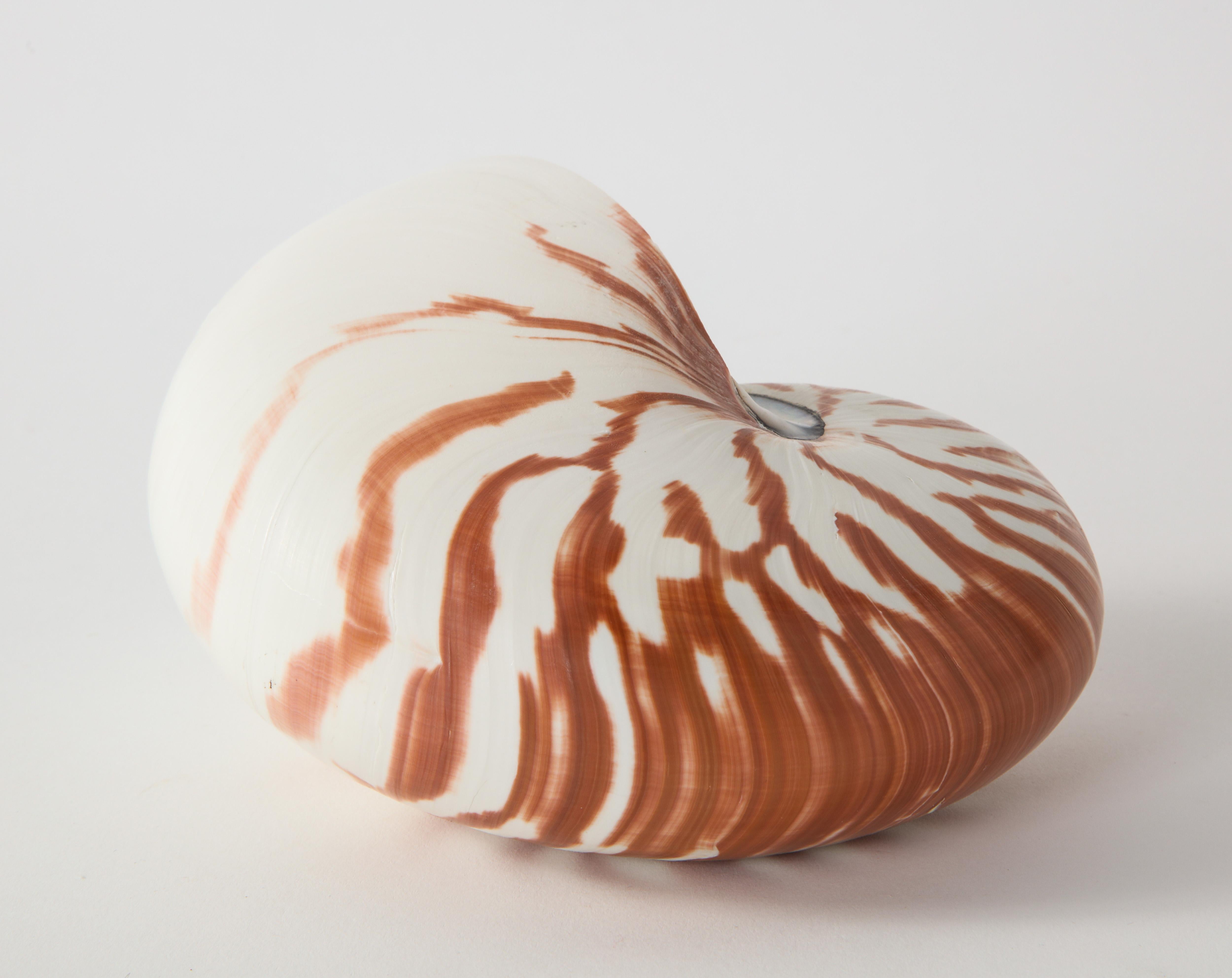 Nautilus shell in perfect condition.