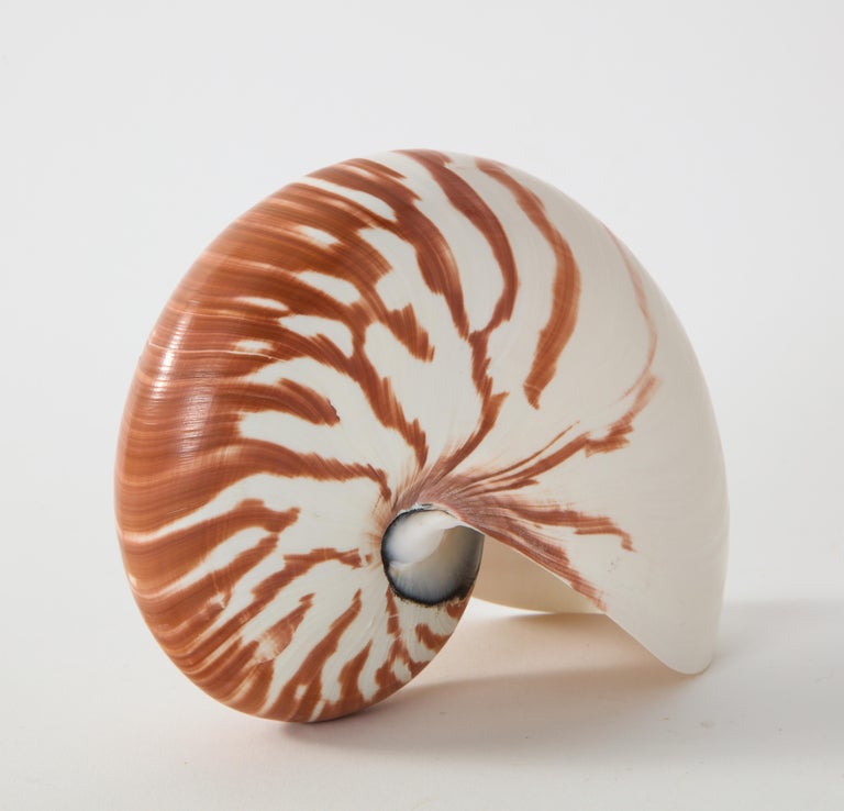 Nautilus Shell at 1stDibs