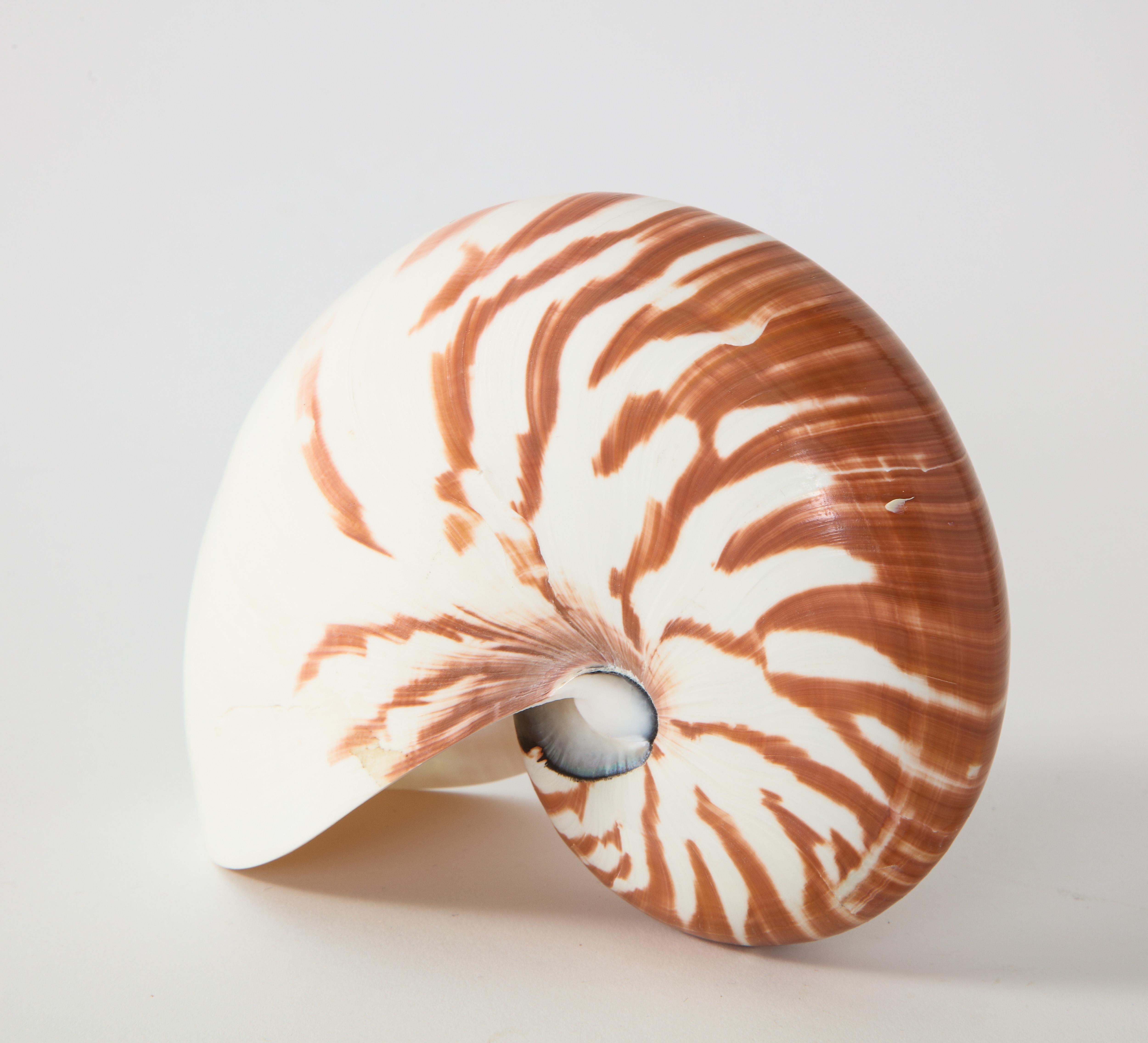 20th Century Nautilus Shell