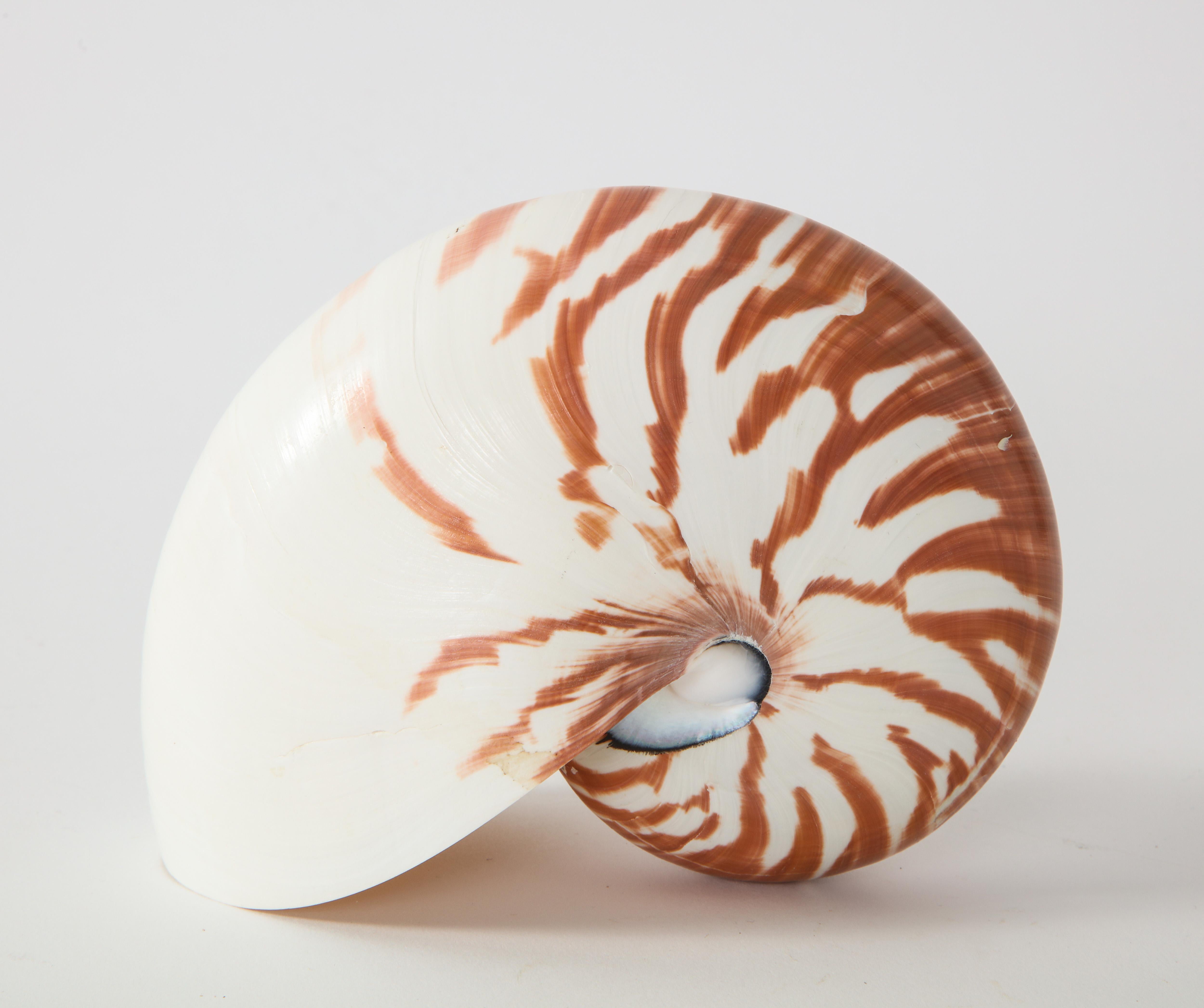 Nautilus Shell 1