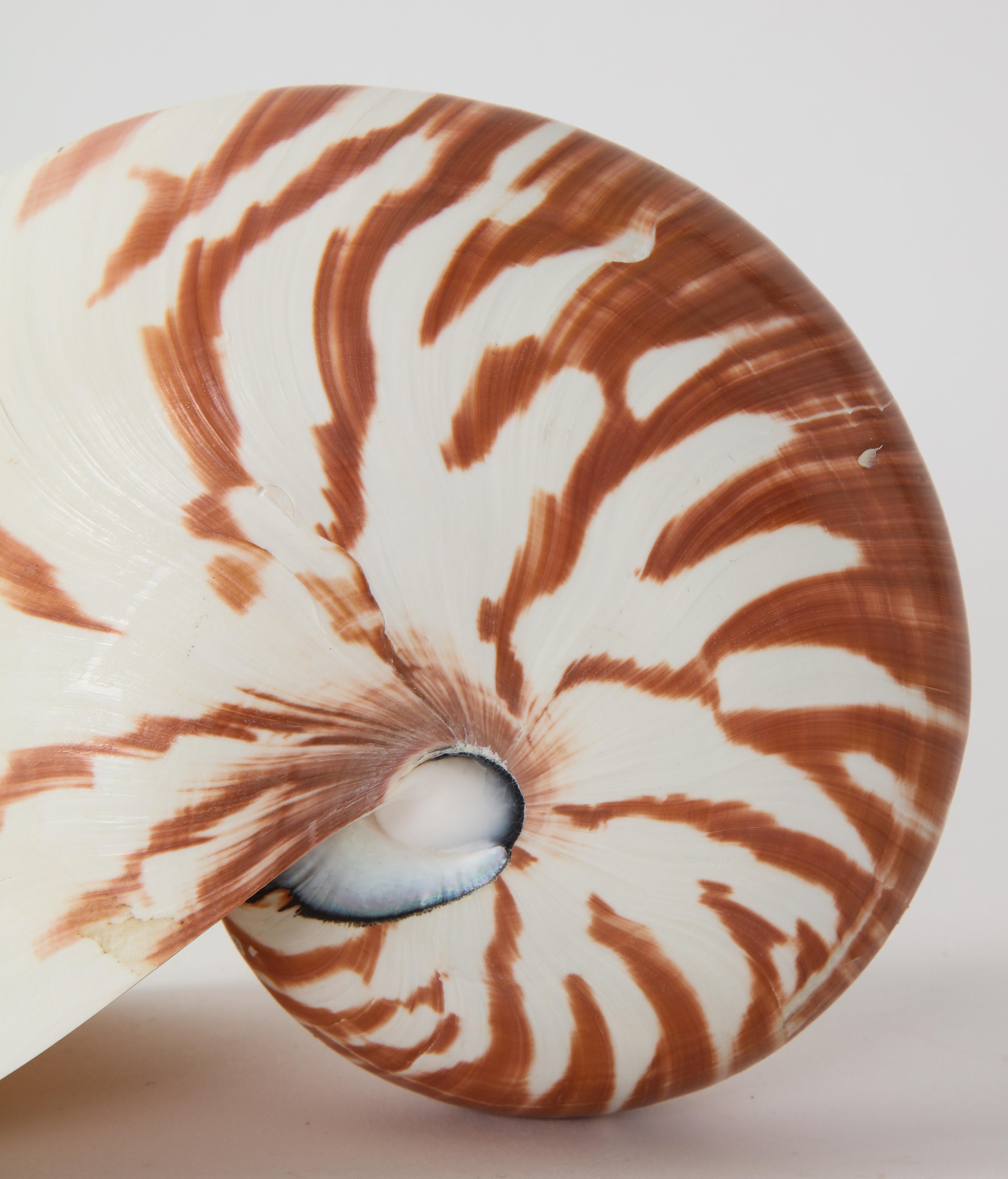 Nautilus Shell 2