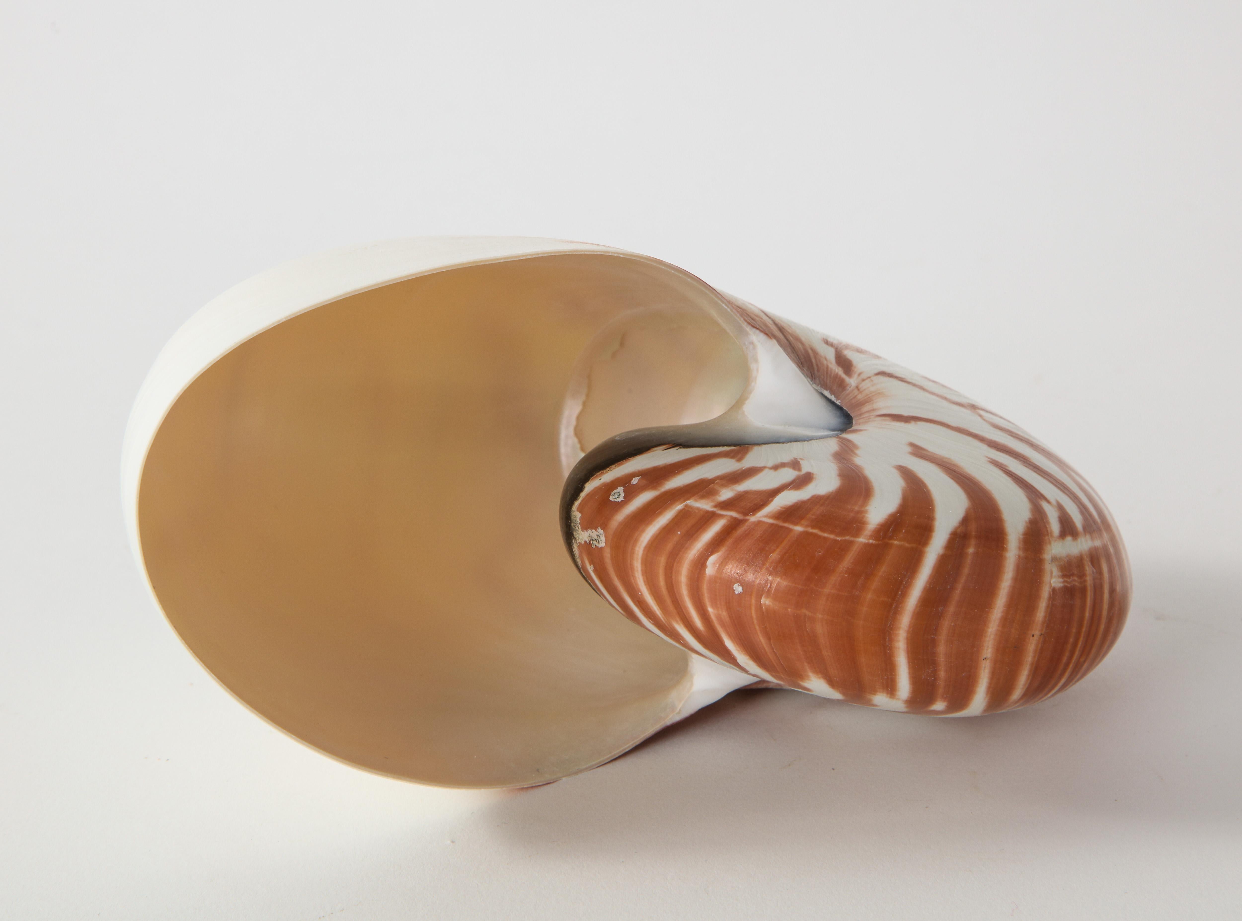 Nautilus Shell 3