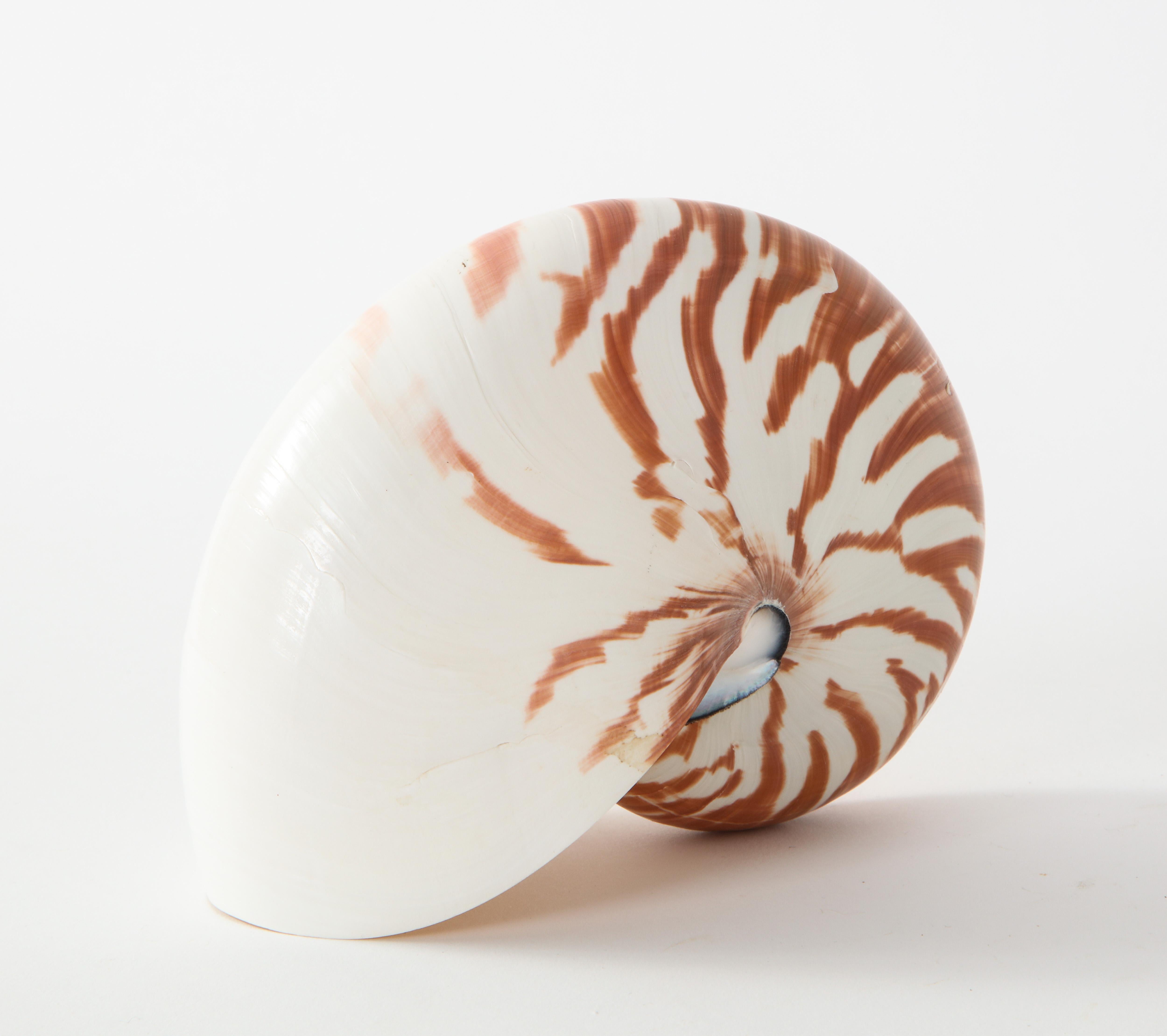 Nautilus Shell 4