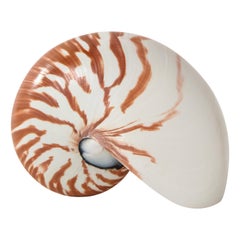 Nautilus Shell