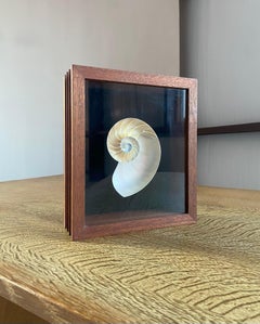 Caja de sombras de concha de nautilus