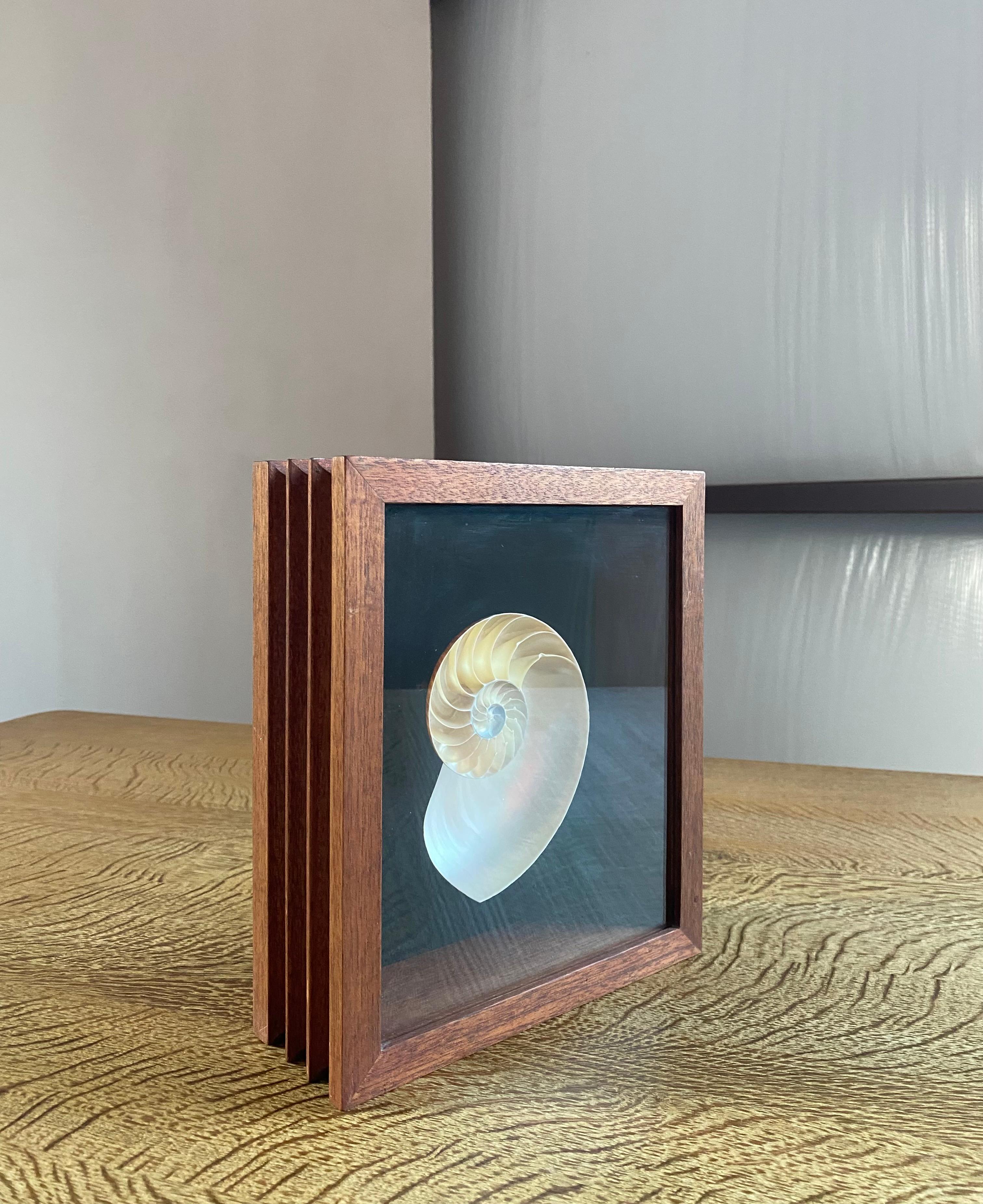 American Nautilus Shell Shadow Box For Sale