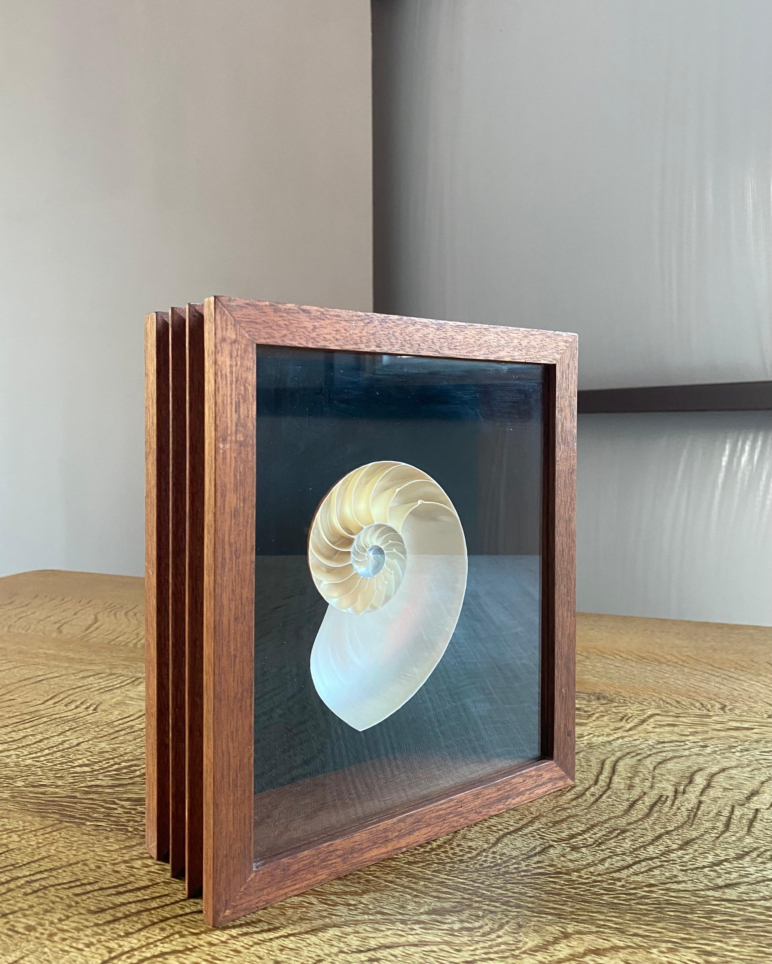 Nautilus Shell Shadow Box In Good Condition For Sale In Round Top, TX