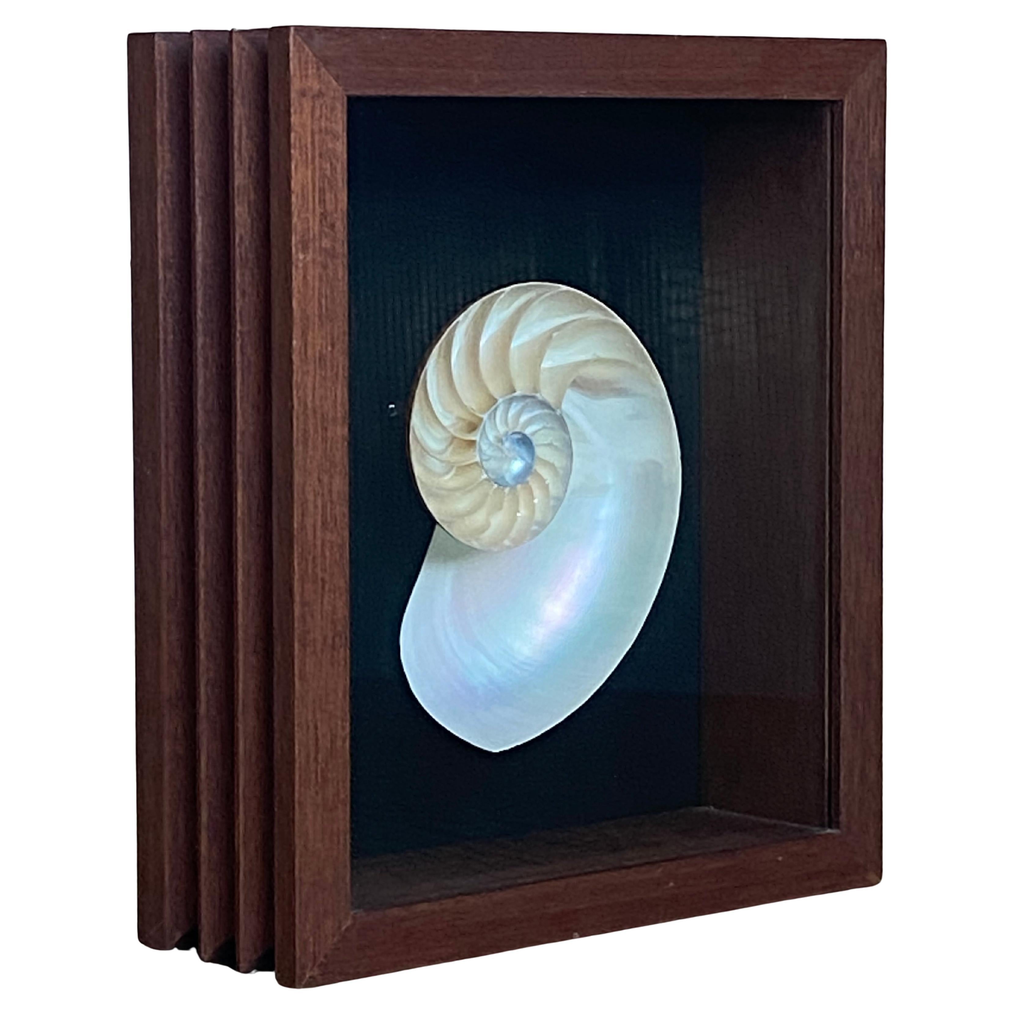 Nautilus Shell Shadow Box