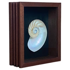 Nautilus Shell Shadow Box